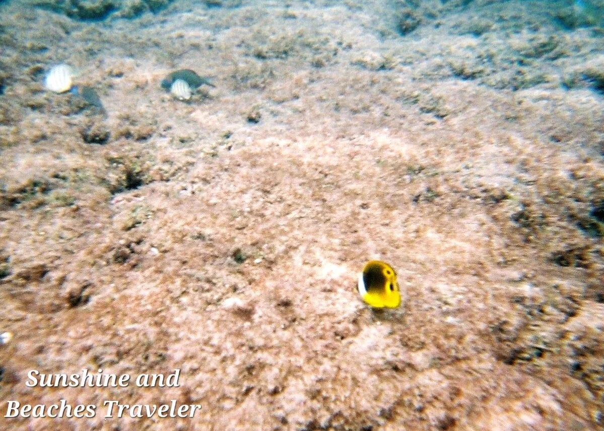 Snorkeling at Ke’e Beach, Ha’ena State Park, Kauai, Hawaii