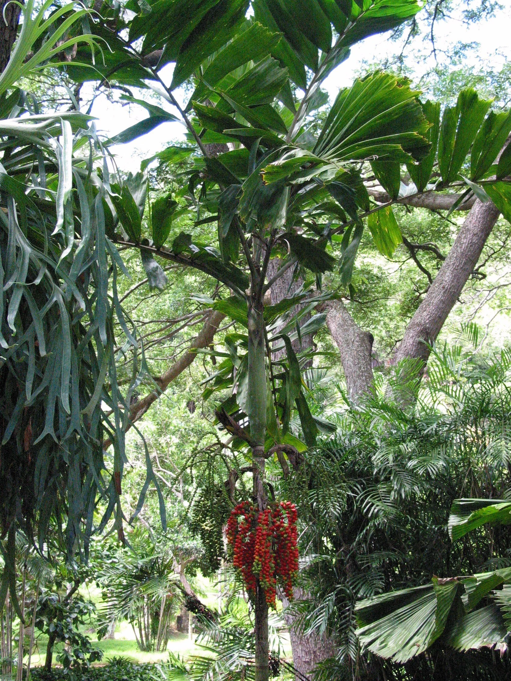 Allerton Garden – National Tropical Botanical Garden – Kauai, Hawaii 