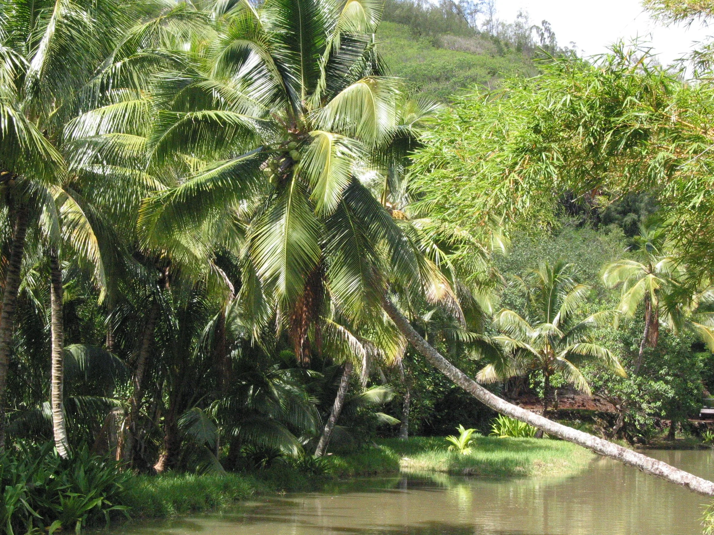 Kaua’i, Allerton Garden