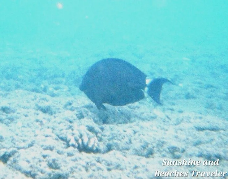 Snorkeling at Ke’e Beach, Ha’ena State Park, Kauai, Hawaii