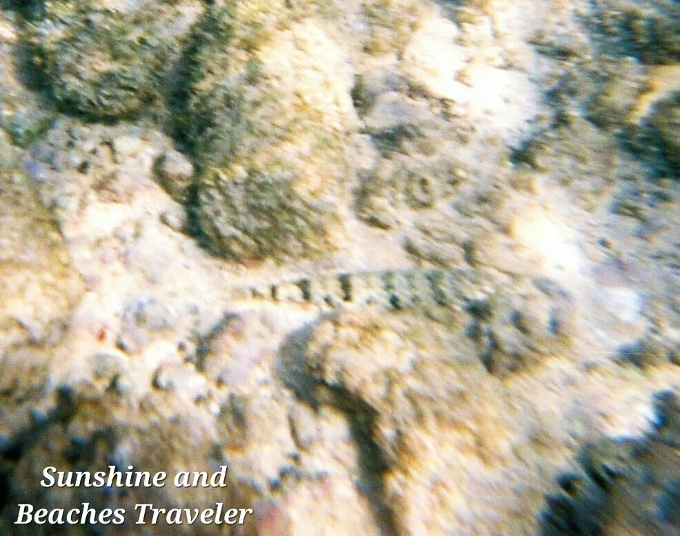 Snorkeling at Ke’e Beach, Ha’ena State Park, Kauai, Hawaii