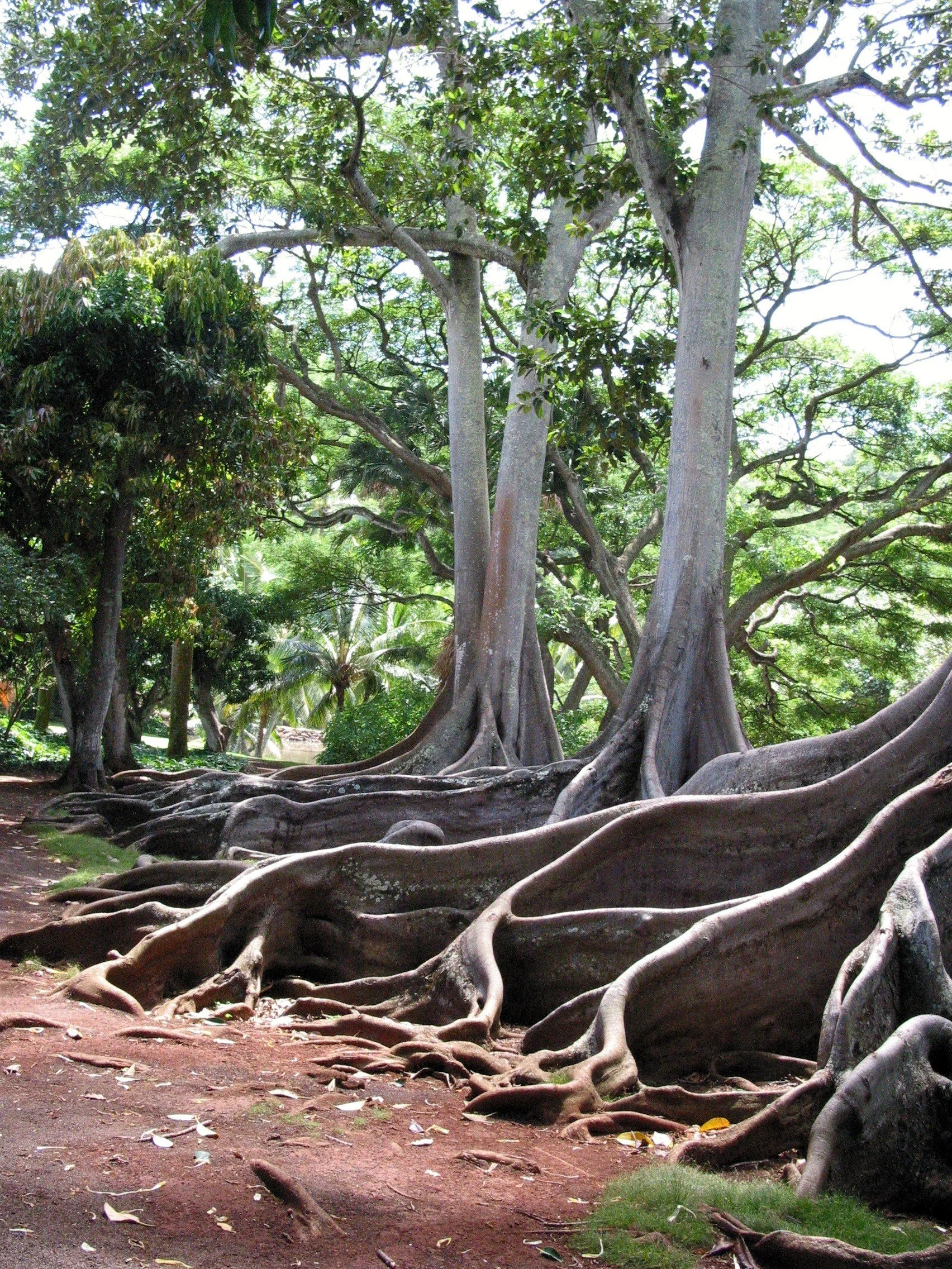 Moreton Bay fig trees