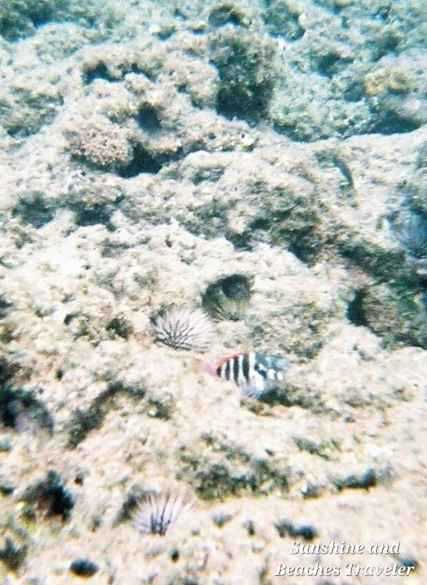 Snorkeling at Ke’e Beach, Ha’ena State Park, Kauai, Hawaii