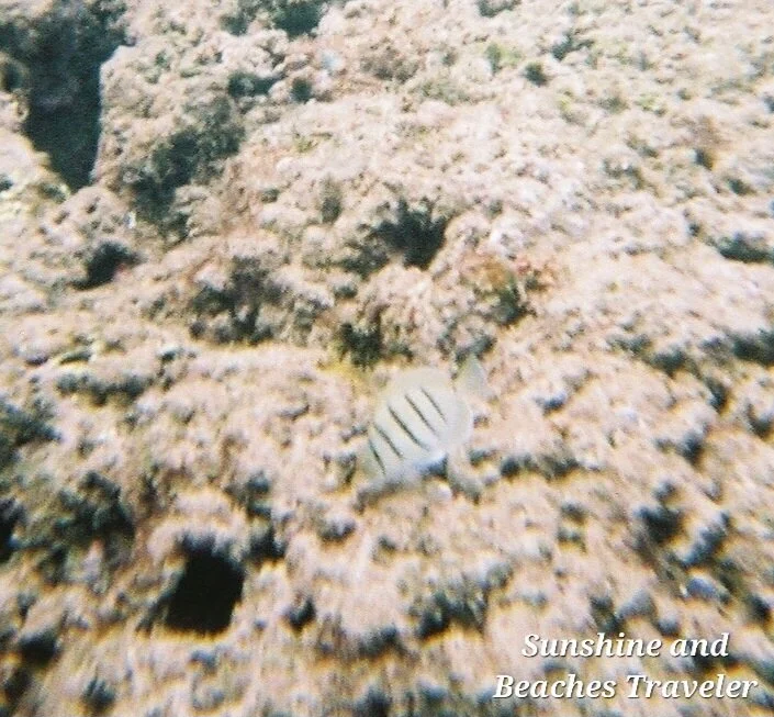 Snorkeling at Ke’e Beach, Ha’ena State Park, Kauai, Hawaii