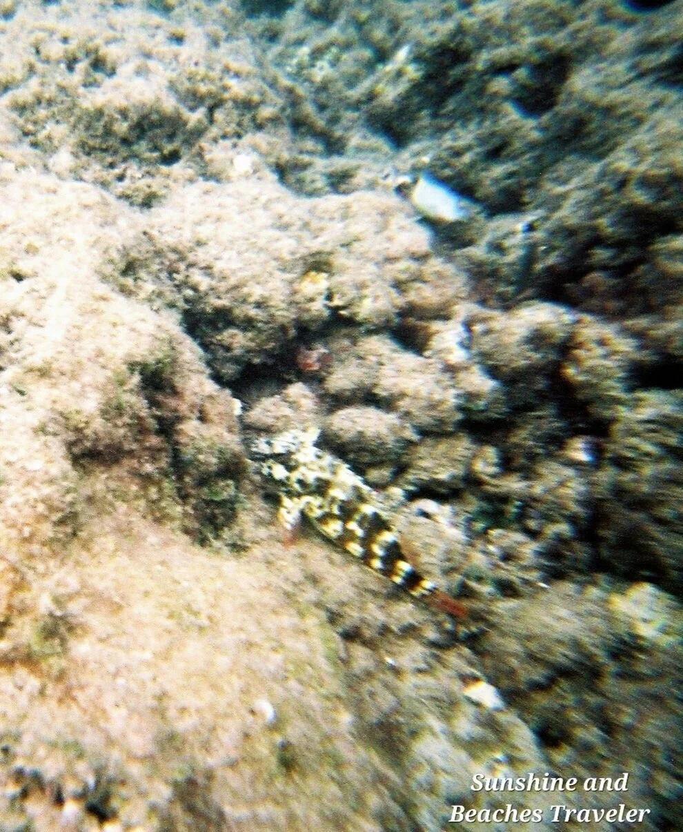 Snorkeling at Ke’e Beach, Ha’ena State Park, Kauai, Hawaii
