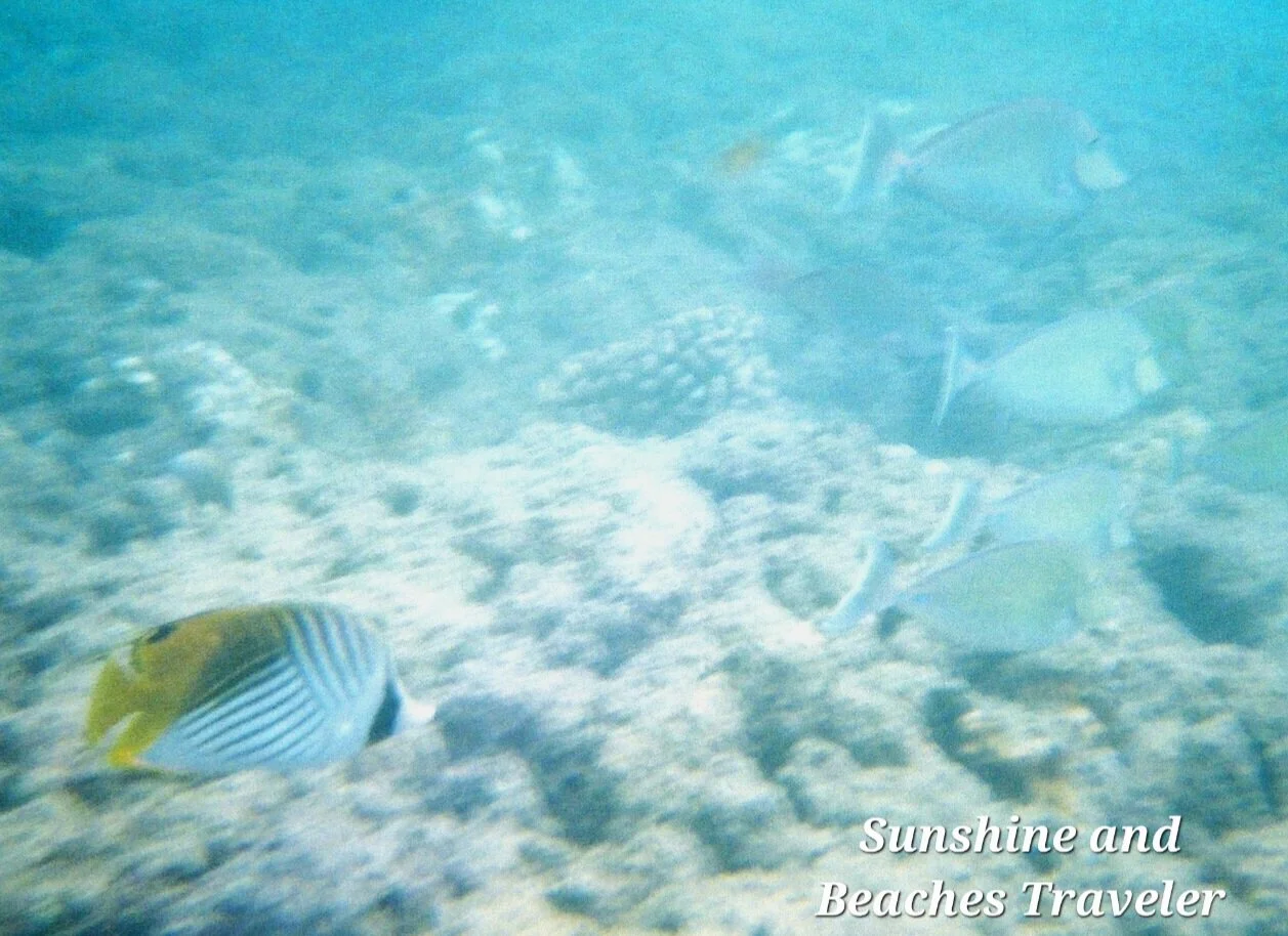 Snorkeling at Ke’e Beach, Ha’ena State Park, Kauai, Hawaii