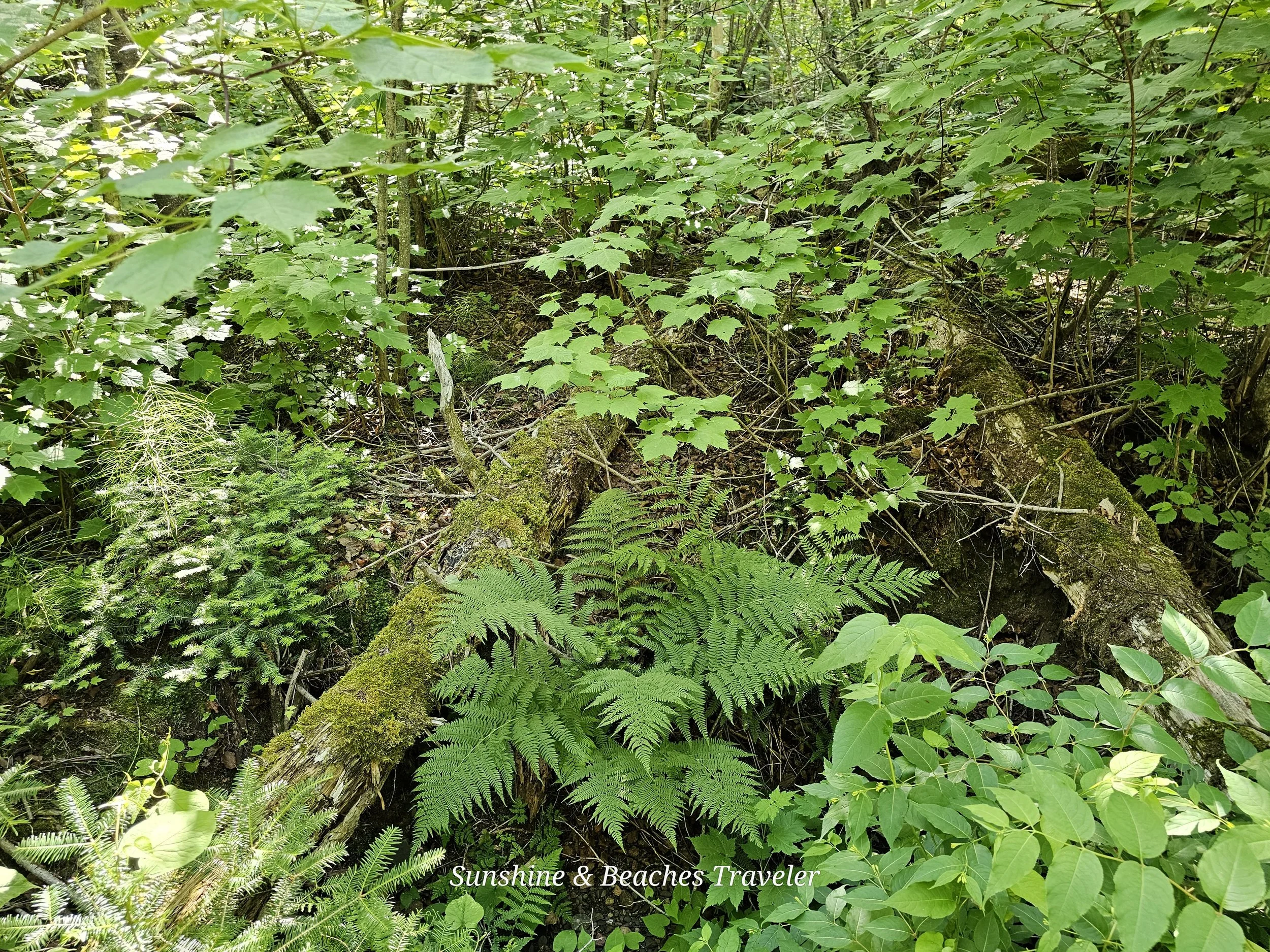 Grand Portage State Park in Grand Portage, Minnesota