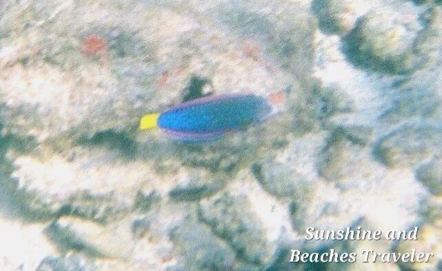 Snorkeling at Ke’e Beach, Ha’ena State Park, Kauai, Hawaii