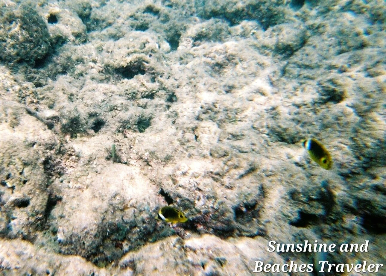 Snorkeling at Ke’e Beach, Ha’ena State Park, Kauai, Hawaii