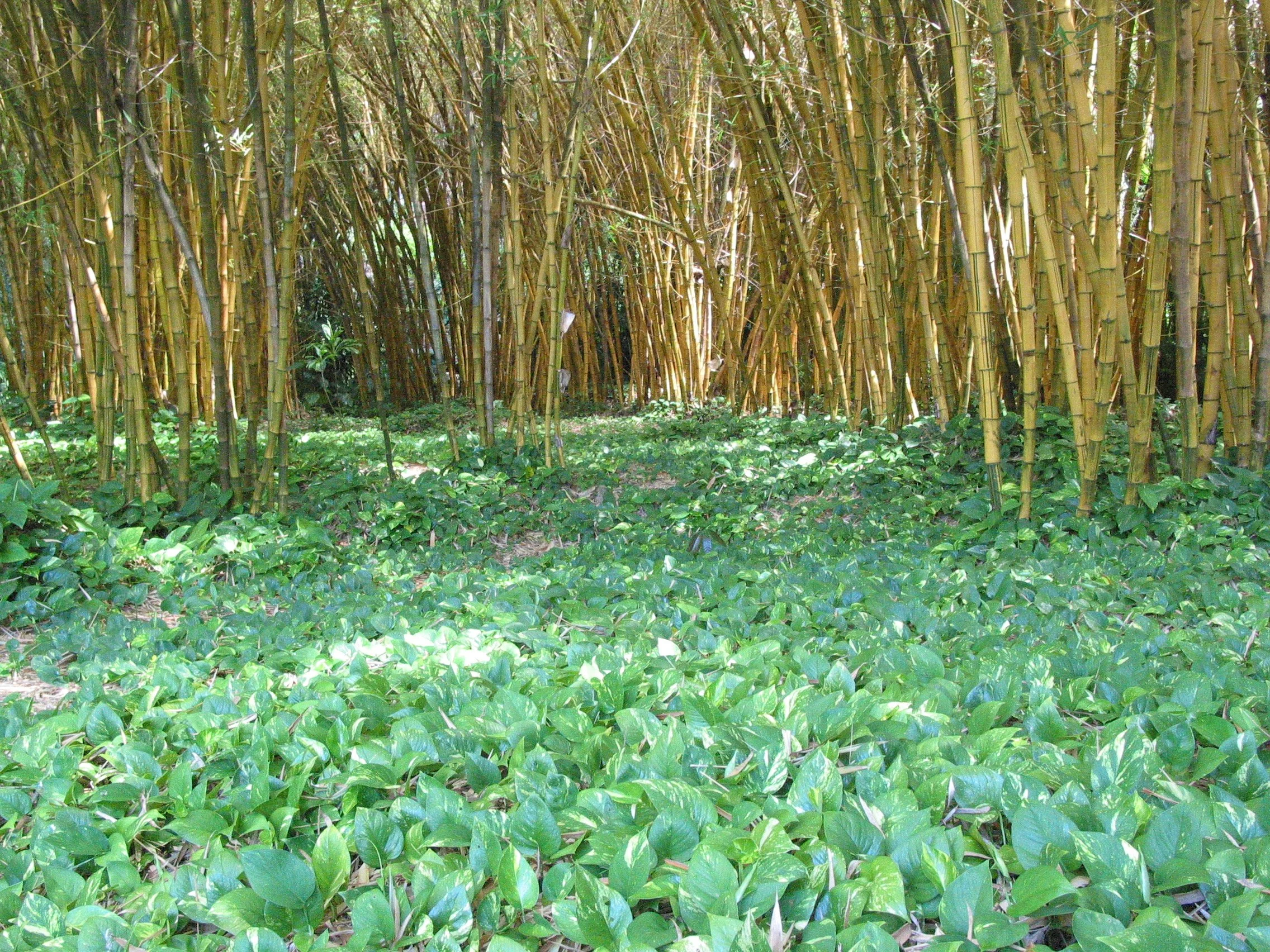 Allerton Garden – National Tropical Botanical Garden – Kauai, Hawaii 