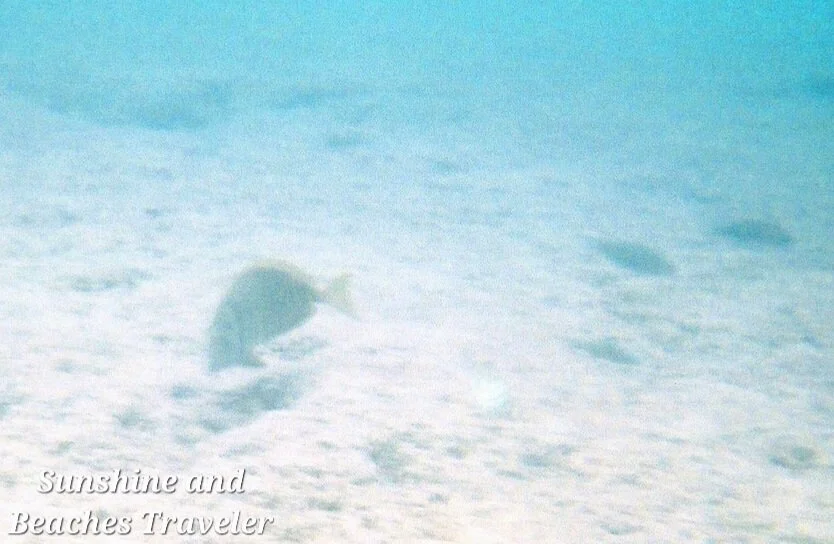 Snorkeling at Ke’e Beach, Ha’ena State Park, Kauai, Hawaii