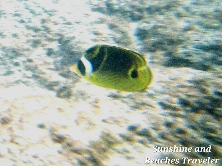 Snorkeling at Ke’e Beach, Ha’ena State Park, Kauai, Hawaii