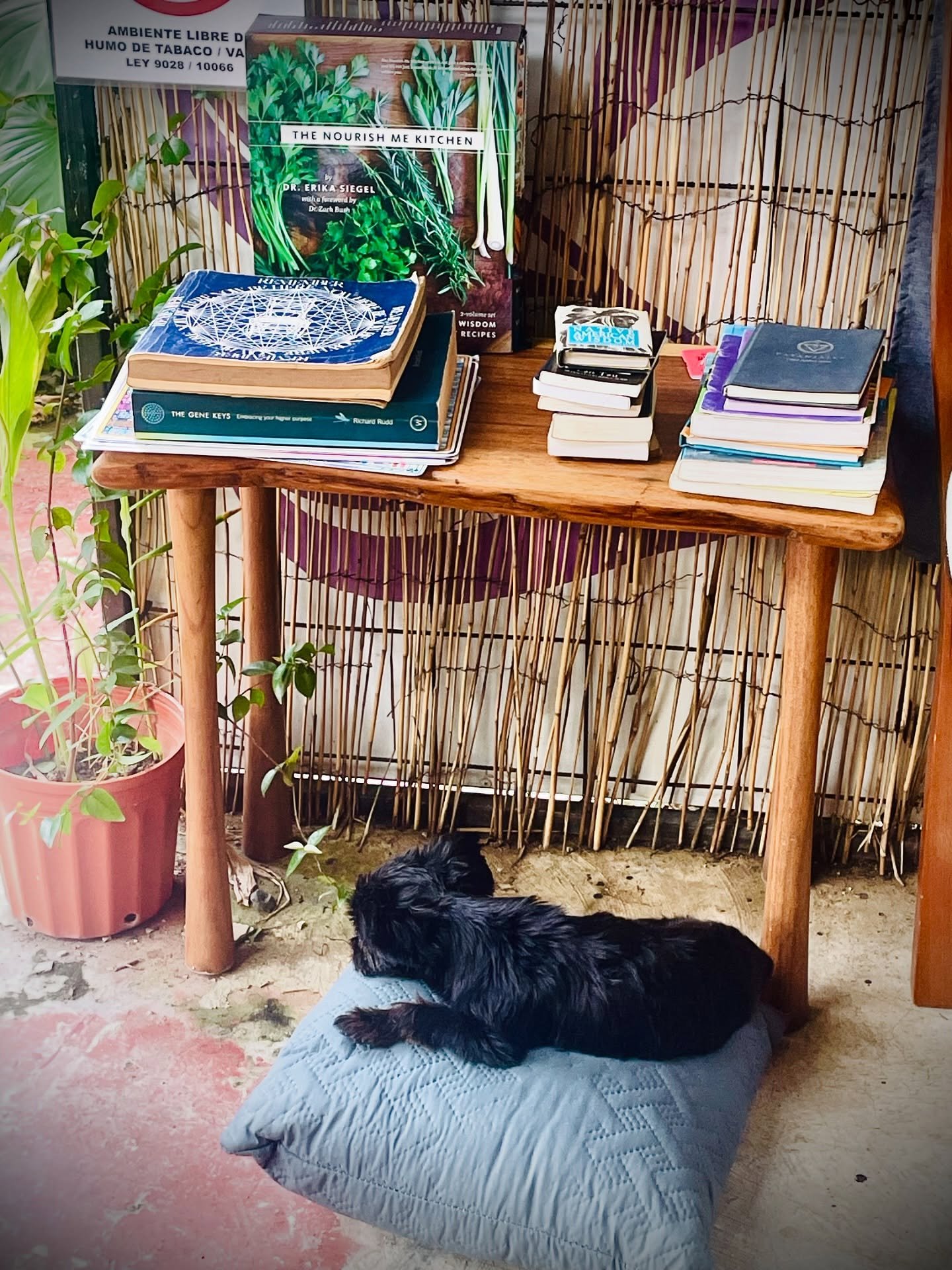 Mickey finally decided to lay on his bed. (It only took ✌🏽 weeks) 💚💜