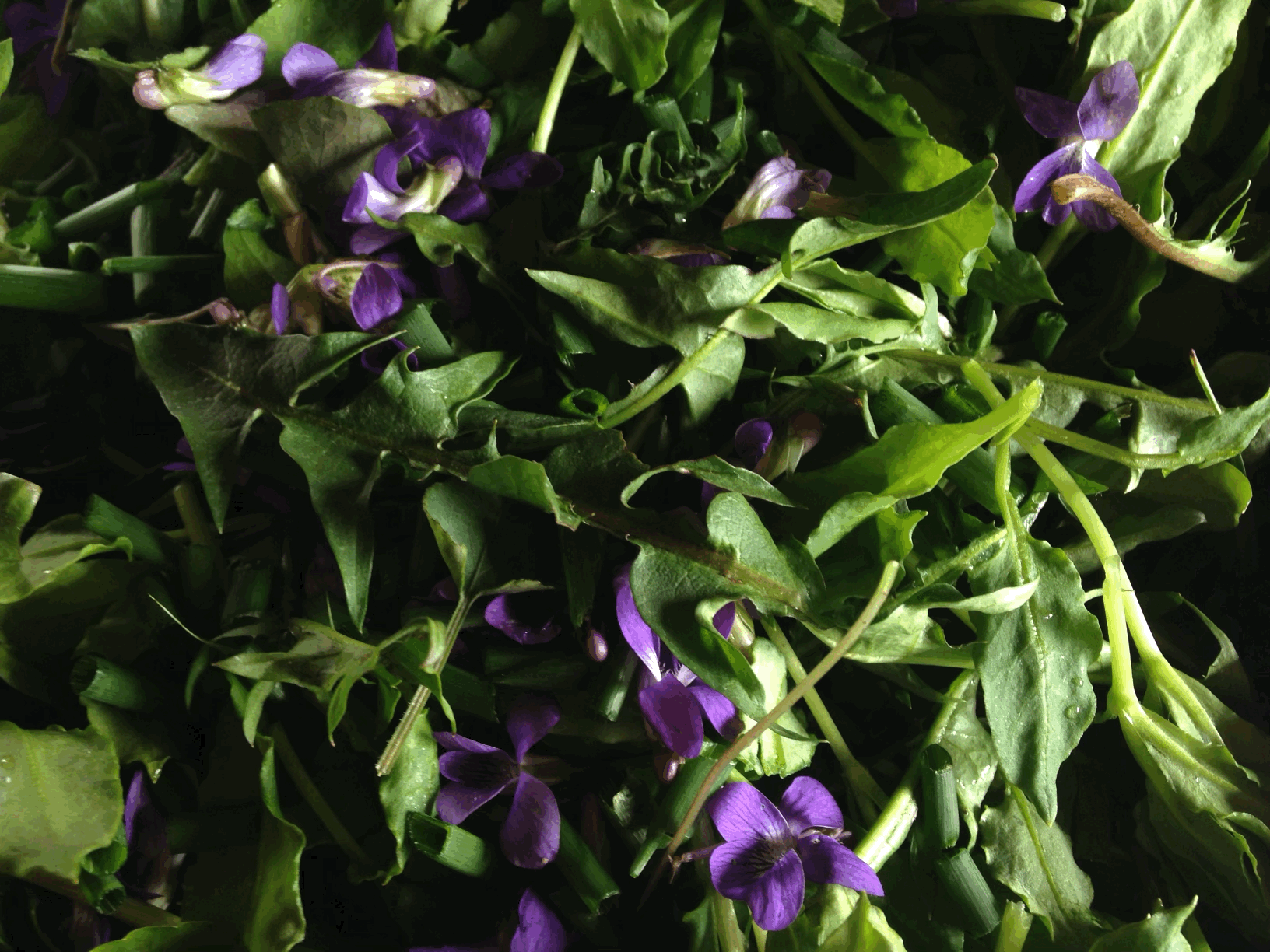 Spring Foraging Workshop at Wild Roots Farm May 4th