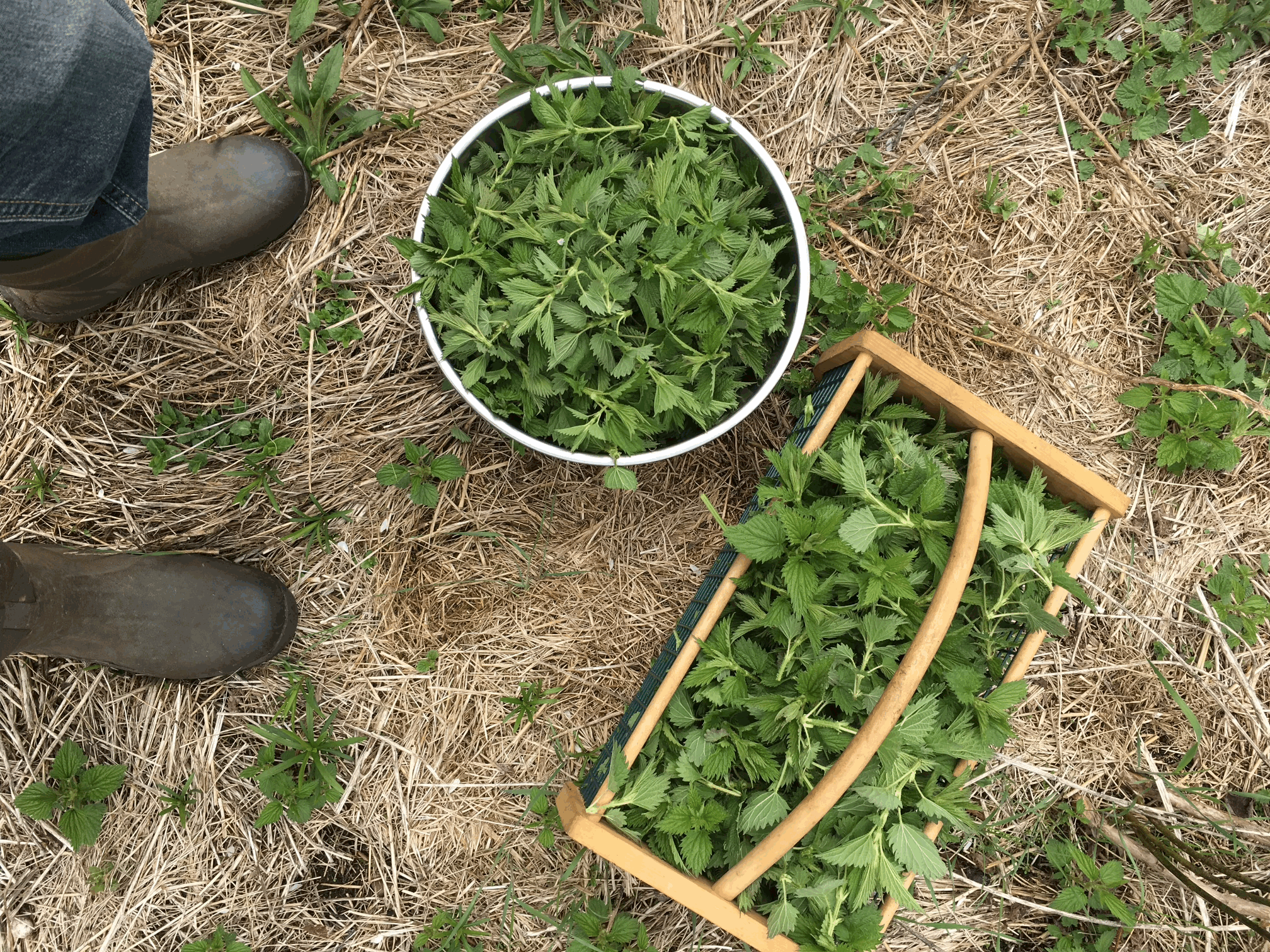 Spring Foraging Workshop at Wild Roots Farm May 11th