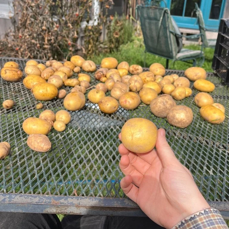 That golden sunny color! Potatoes! 🥔