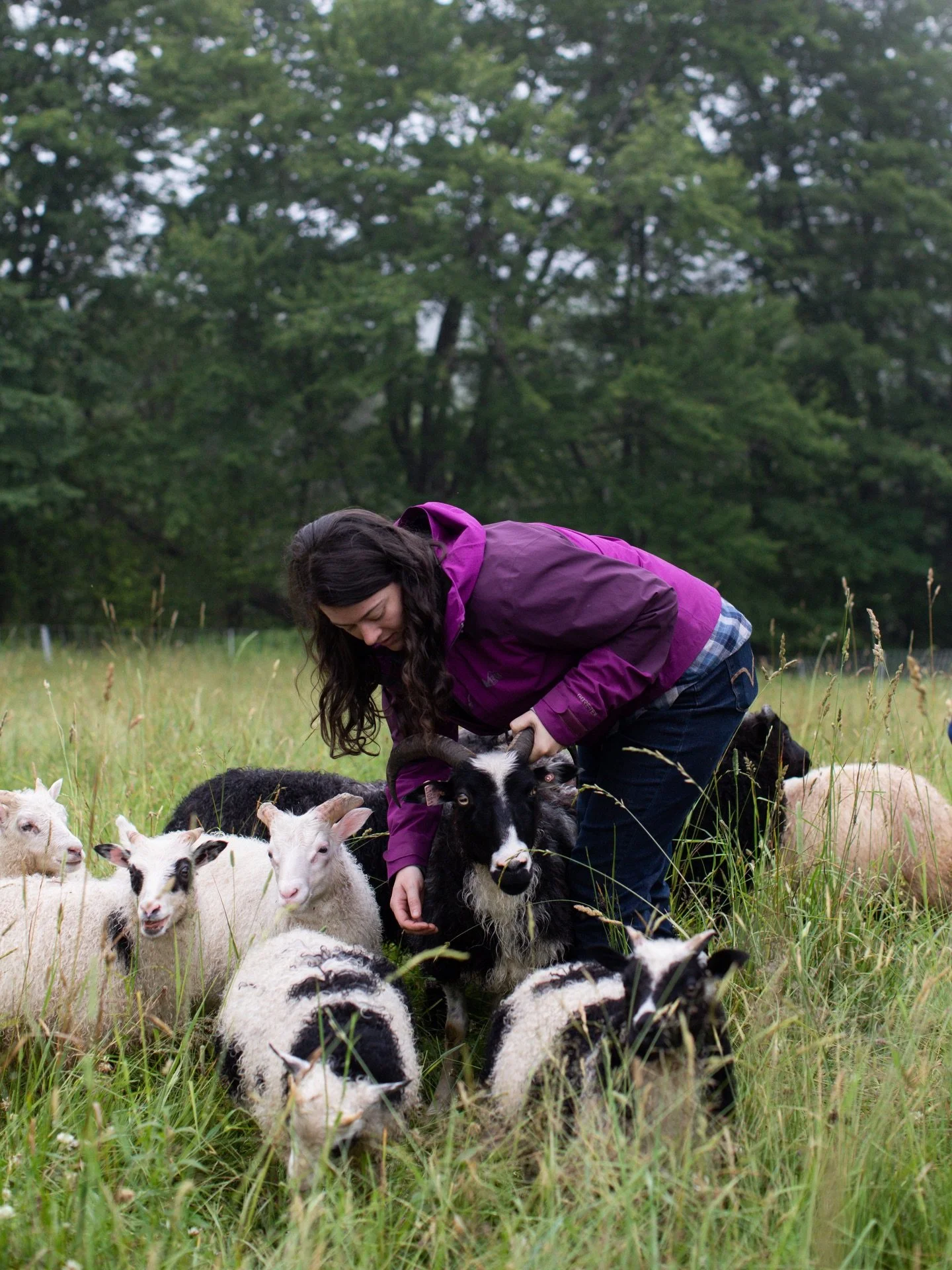 This summer we hosted a free two-part series on sheep. The first workshop was &ldquo;Raising Sheep 101&rdquo; which covered all the basics that you would need to raise sheep. And the second workshop was focused on understanding more about heritage br