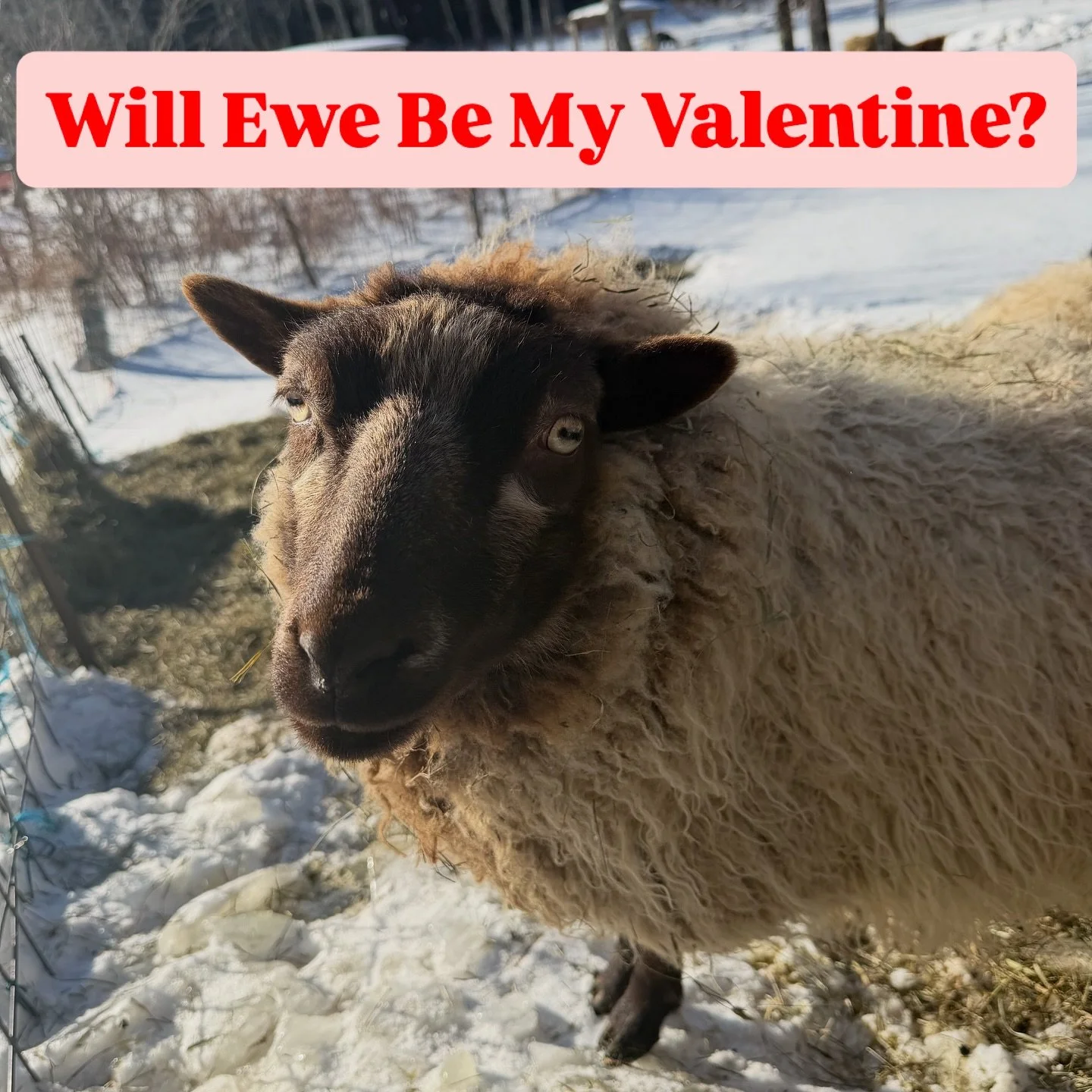 A little sheep love for ewe this Valentine&rsquo;s Day! 💗