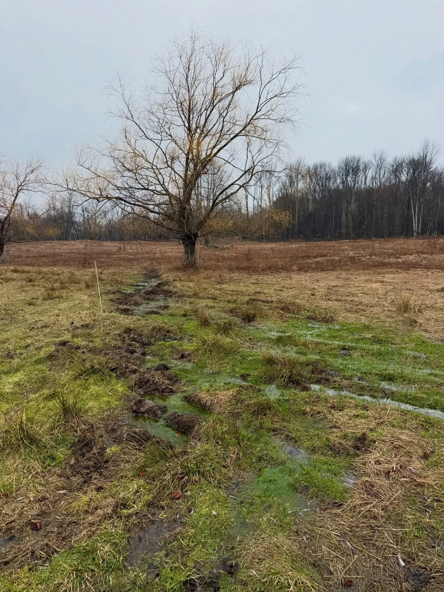 There are lots of natural springs and seeps on Gael Roots that have been flooding the field by the house and turning it into Shrek&rsquo;s swamp. 
The one in the first photo runs from the original well that the house used around the 1920s. 
And we ha