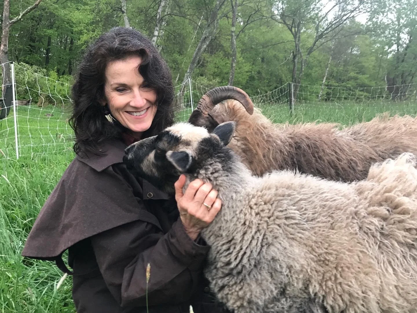 Pet Sheep and Learn to Forage Wild Greens