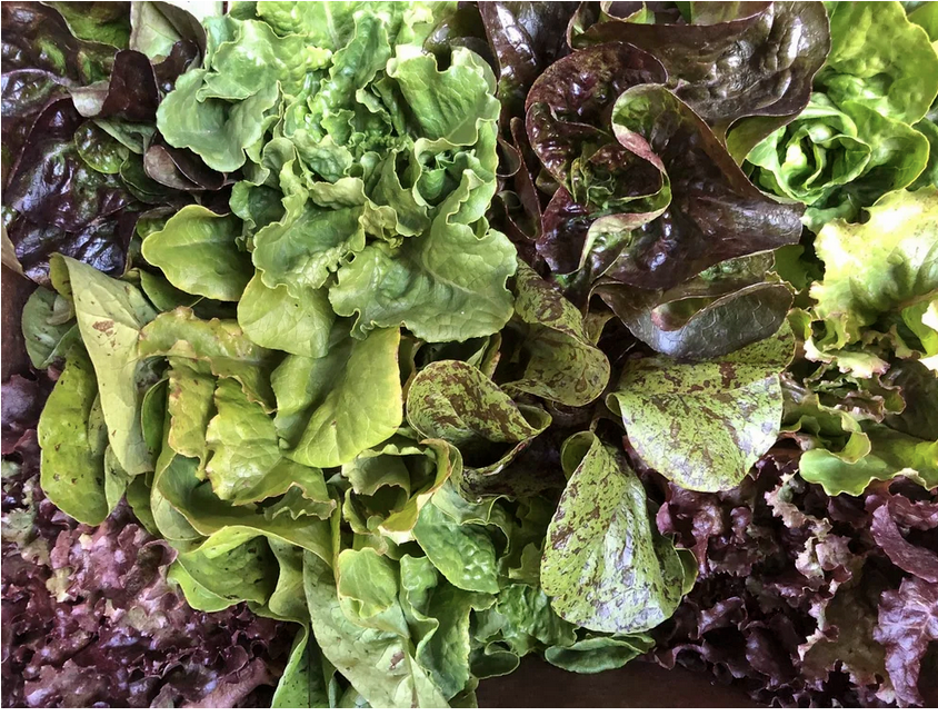 CSA Pick Up Day! 