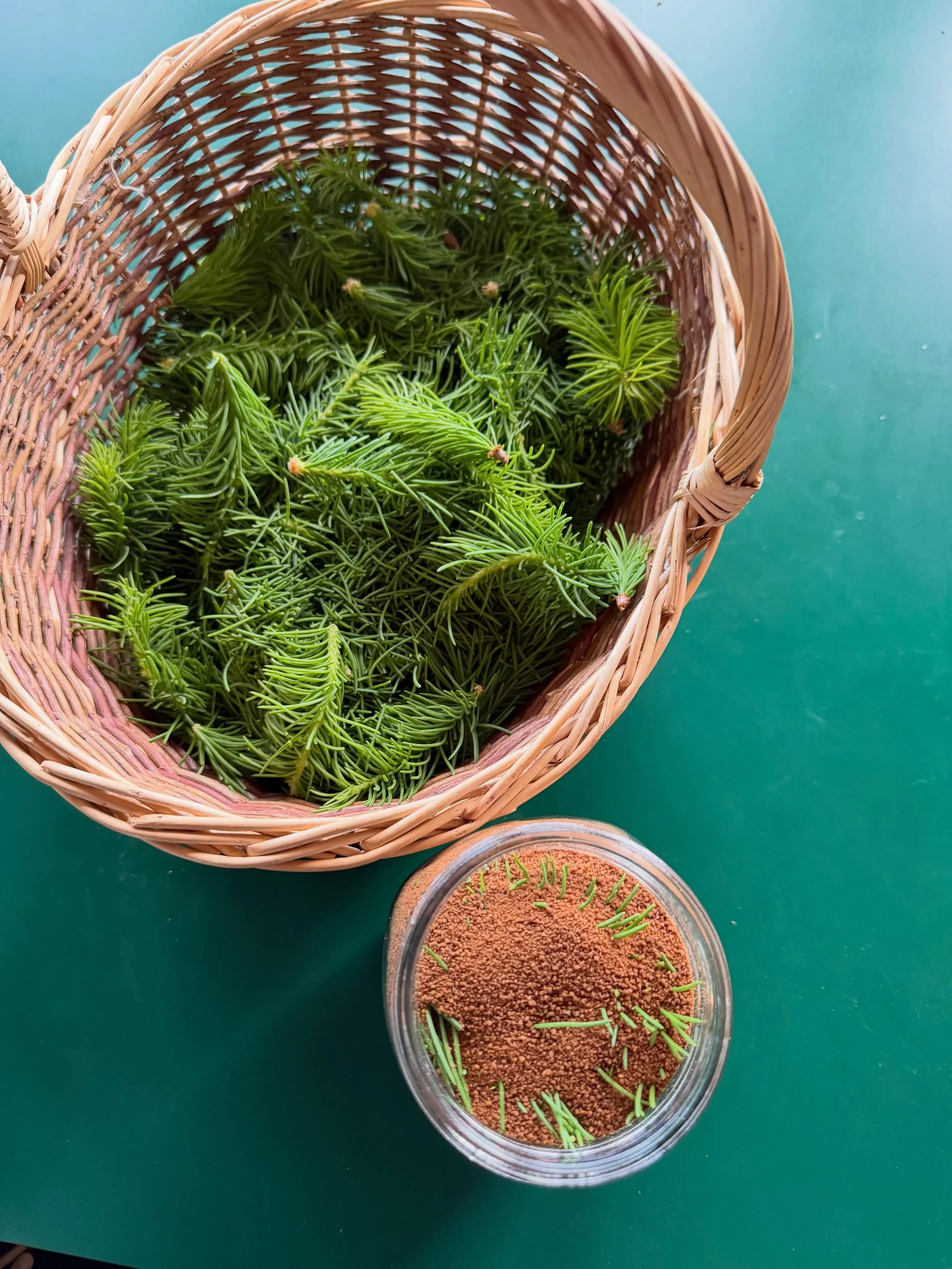 Making spruce tip syrup with coconut sugar!