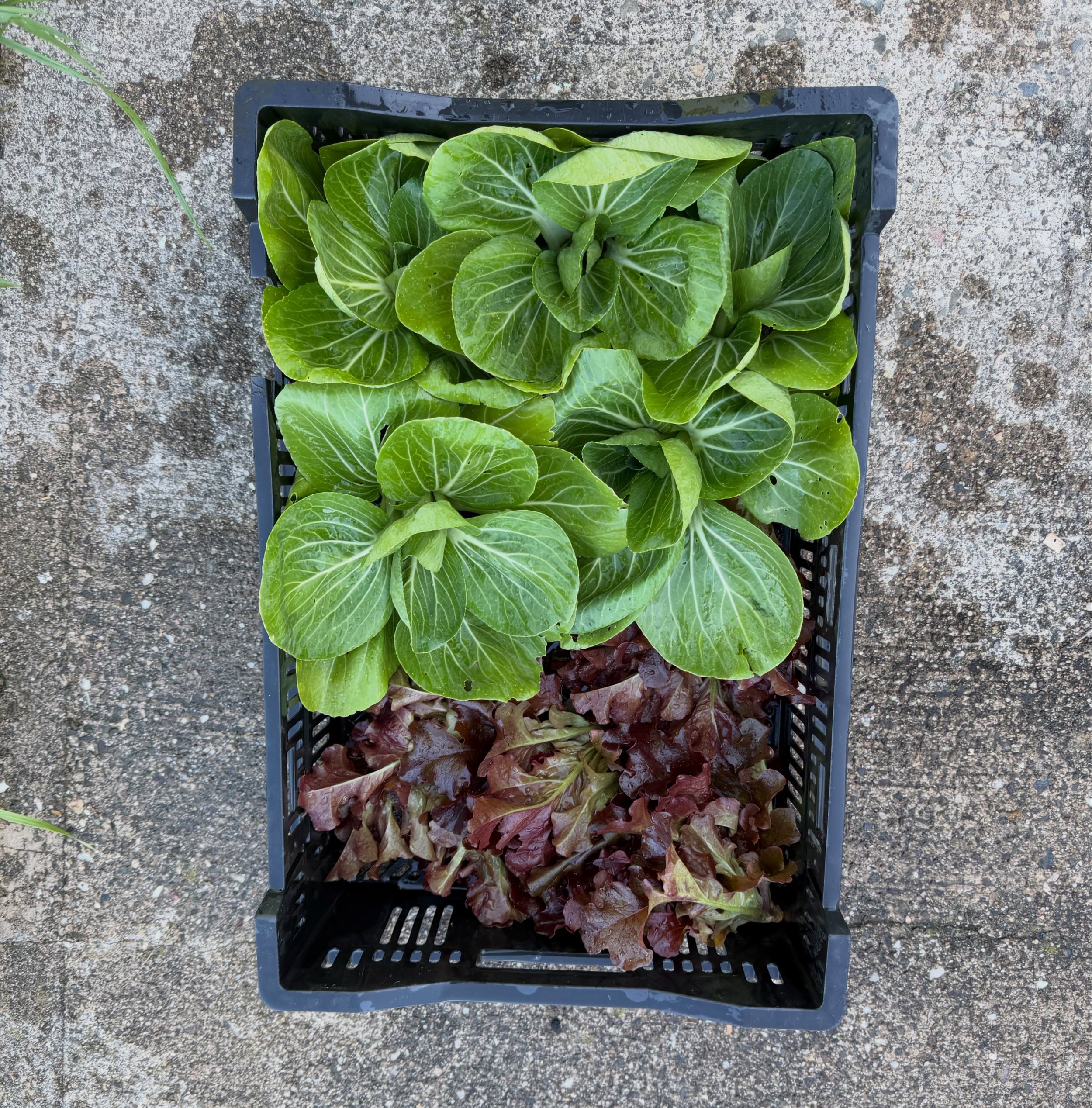 The first batch of veggies went to the food pantry this week! Bok Choy and baby lettuce @calliopegaelgrocers