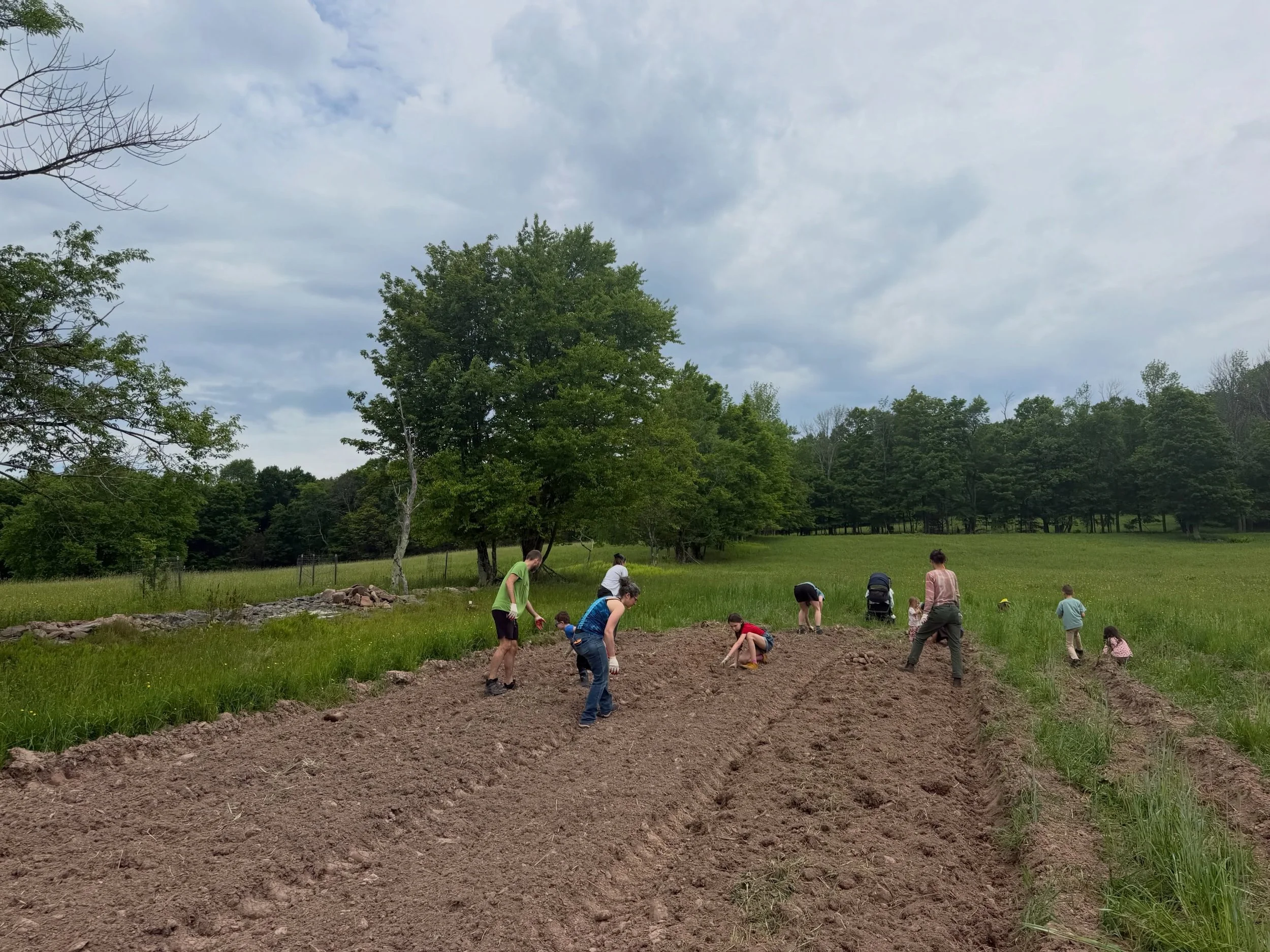 We had an amazing weekend of volunteers picking rocks, a lovely farm tour and our second volunteer meet and greet. So grateful for our amazing community who wants to be involved in the farm! We sent folks home with seedlings, lamb hugs, and dirt cove