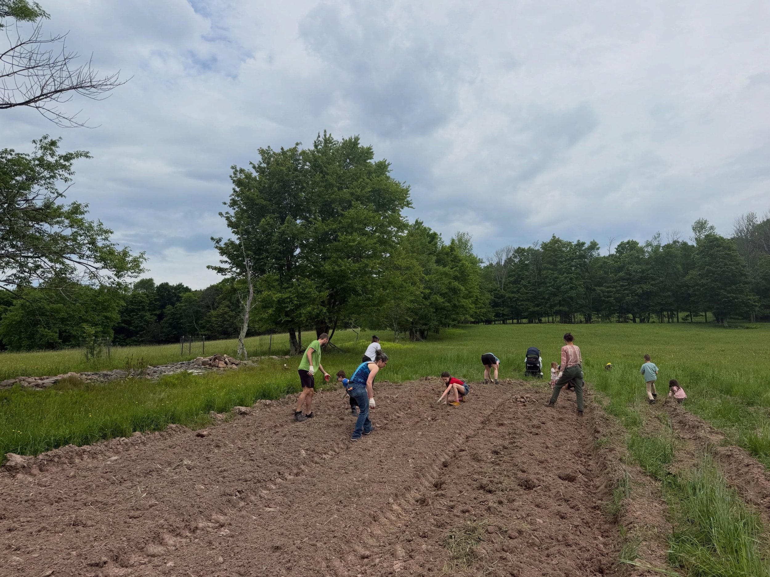 We had an amazing weekend of volunteers picking rocks, a lovely farm tour and our second volunteer meet and greet. So grateful for our amazing community who wants to be involved in the farm! We sent folks home with seedlings, lamb hugs, and dirt cove