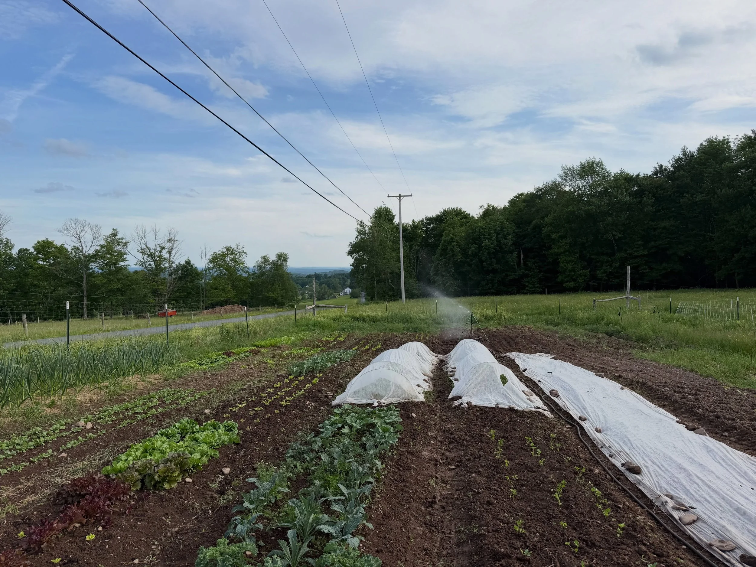 Happy beds of freshly weeded and watered vegetables 🫜✨
