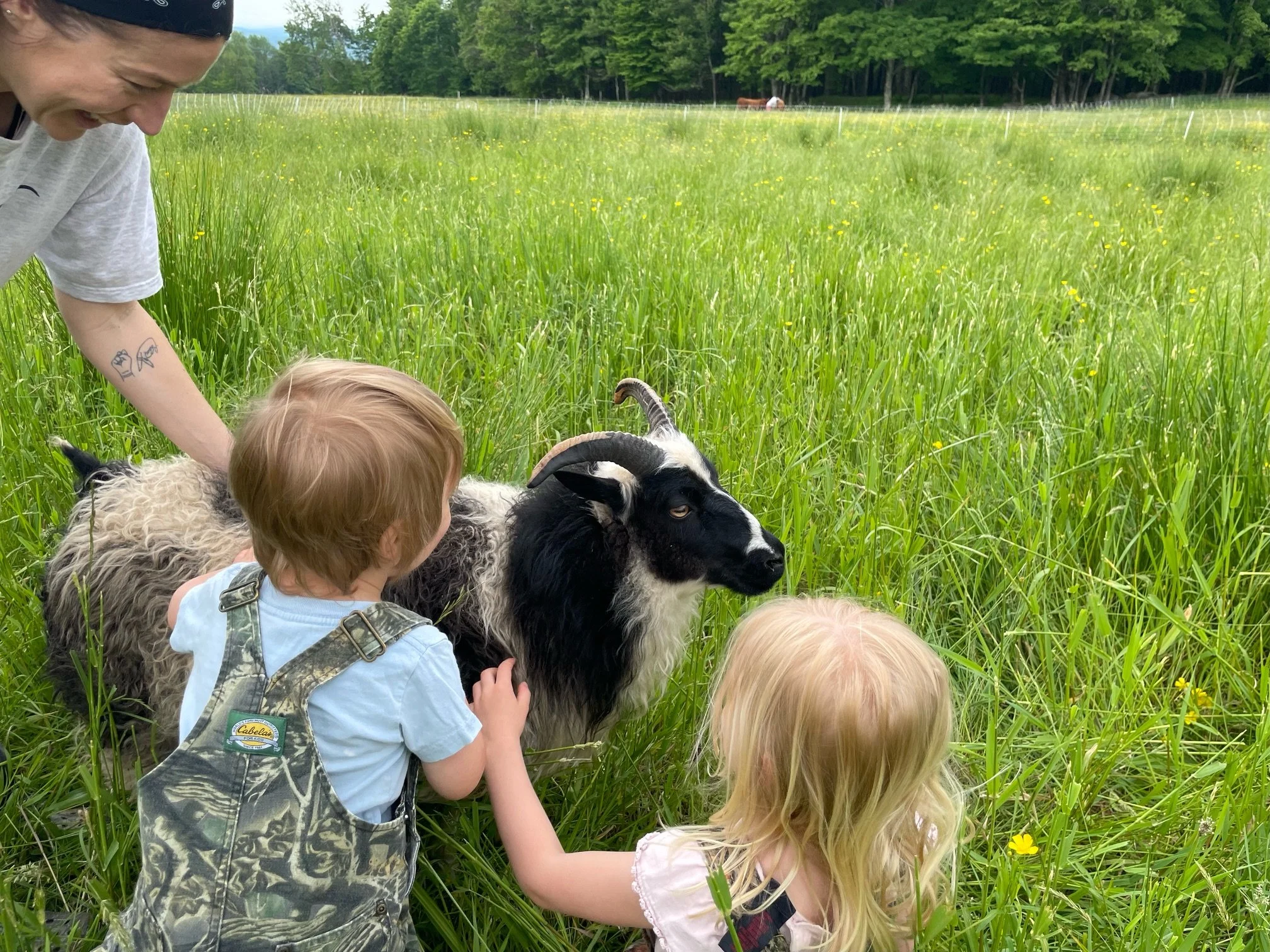 Kids Sheep.jpeg