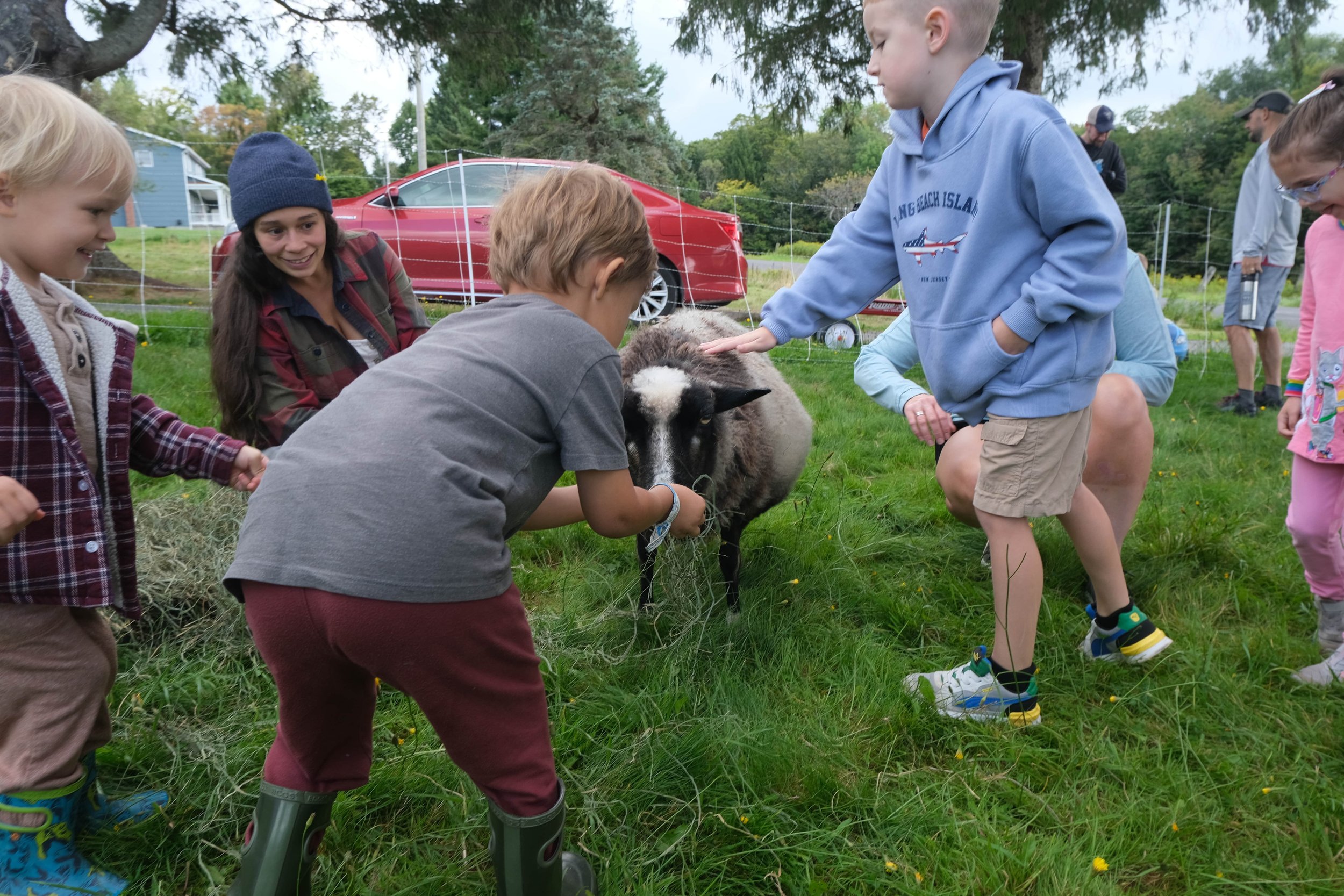 Story Hour for Kids with the Sheep