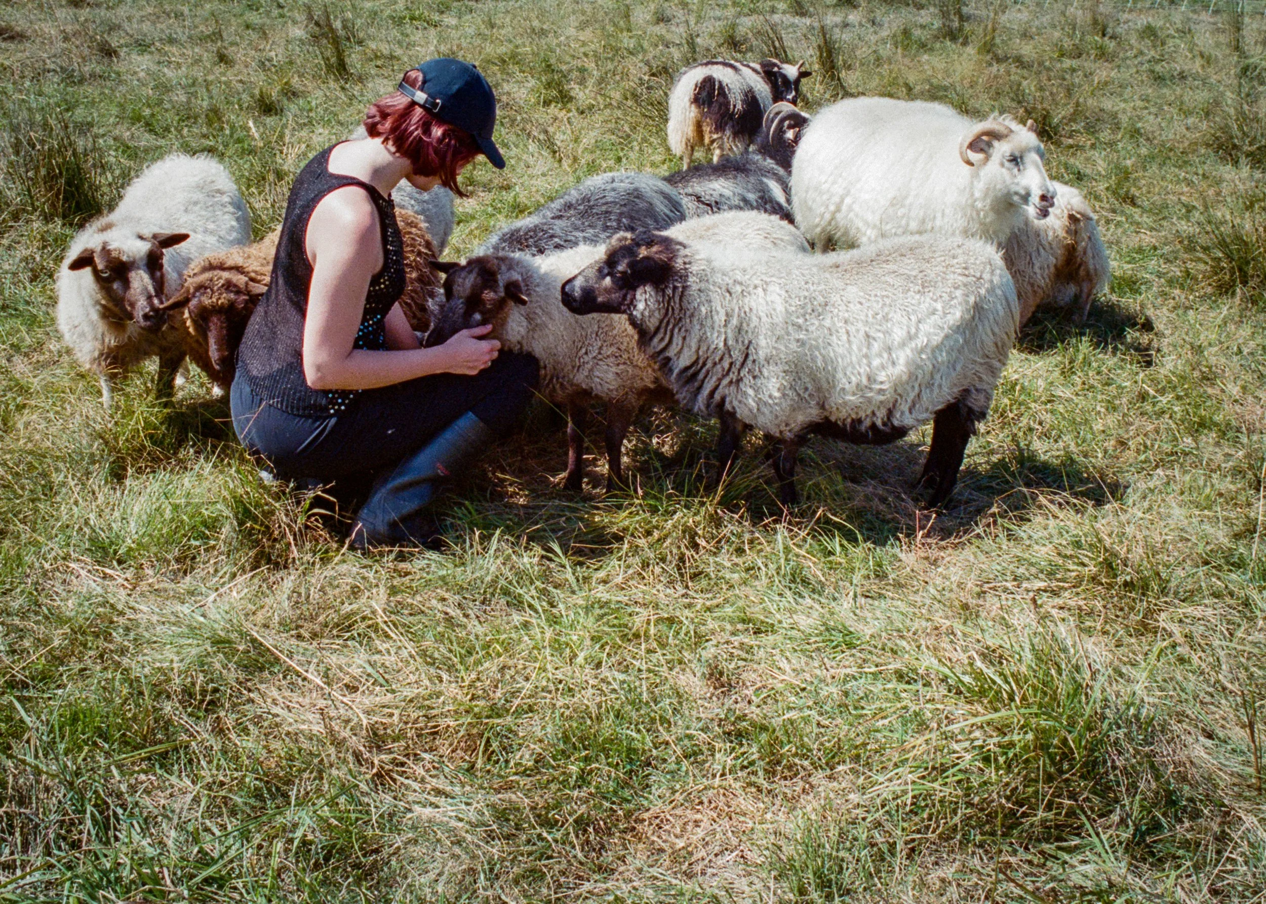 Fiber Fun with Sheep