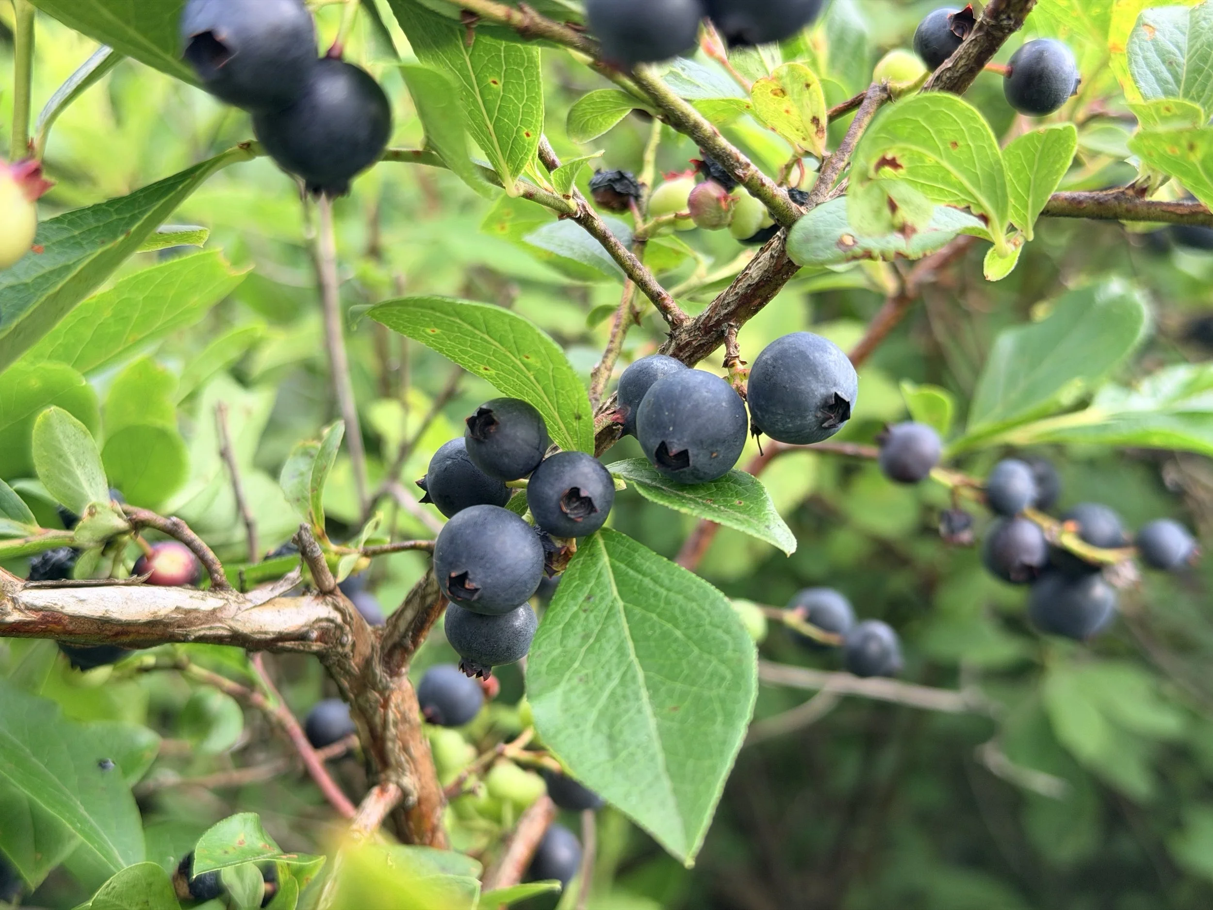 IMG_2945.jpeg