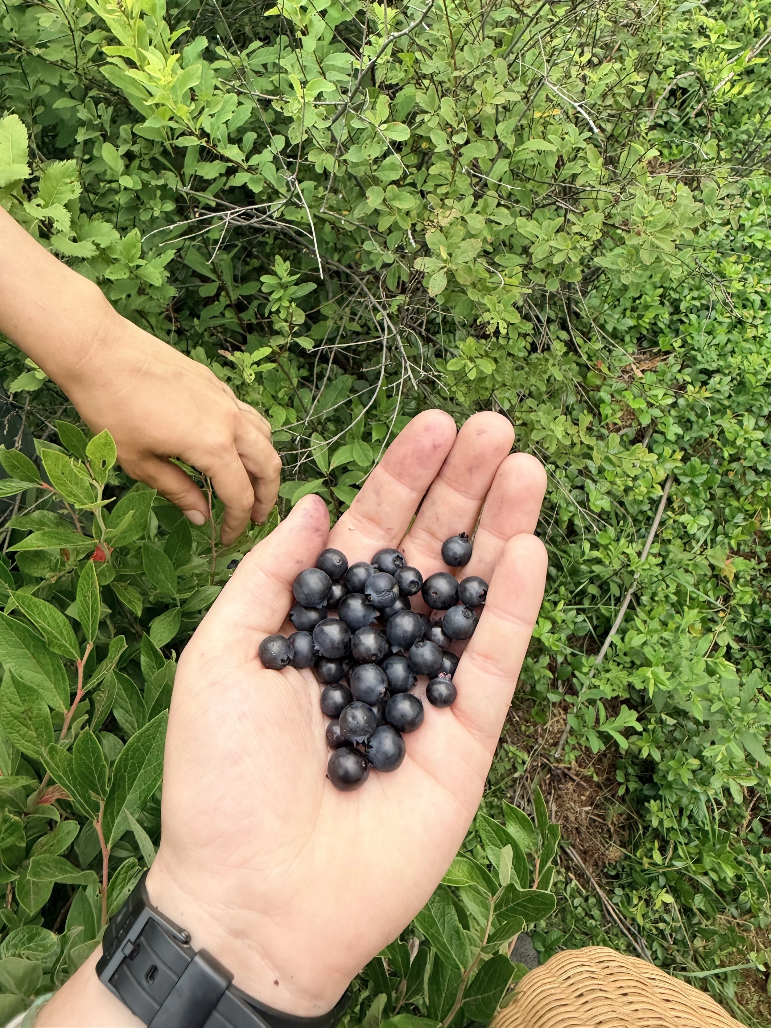blueberries 2.jpg