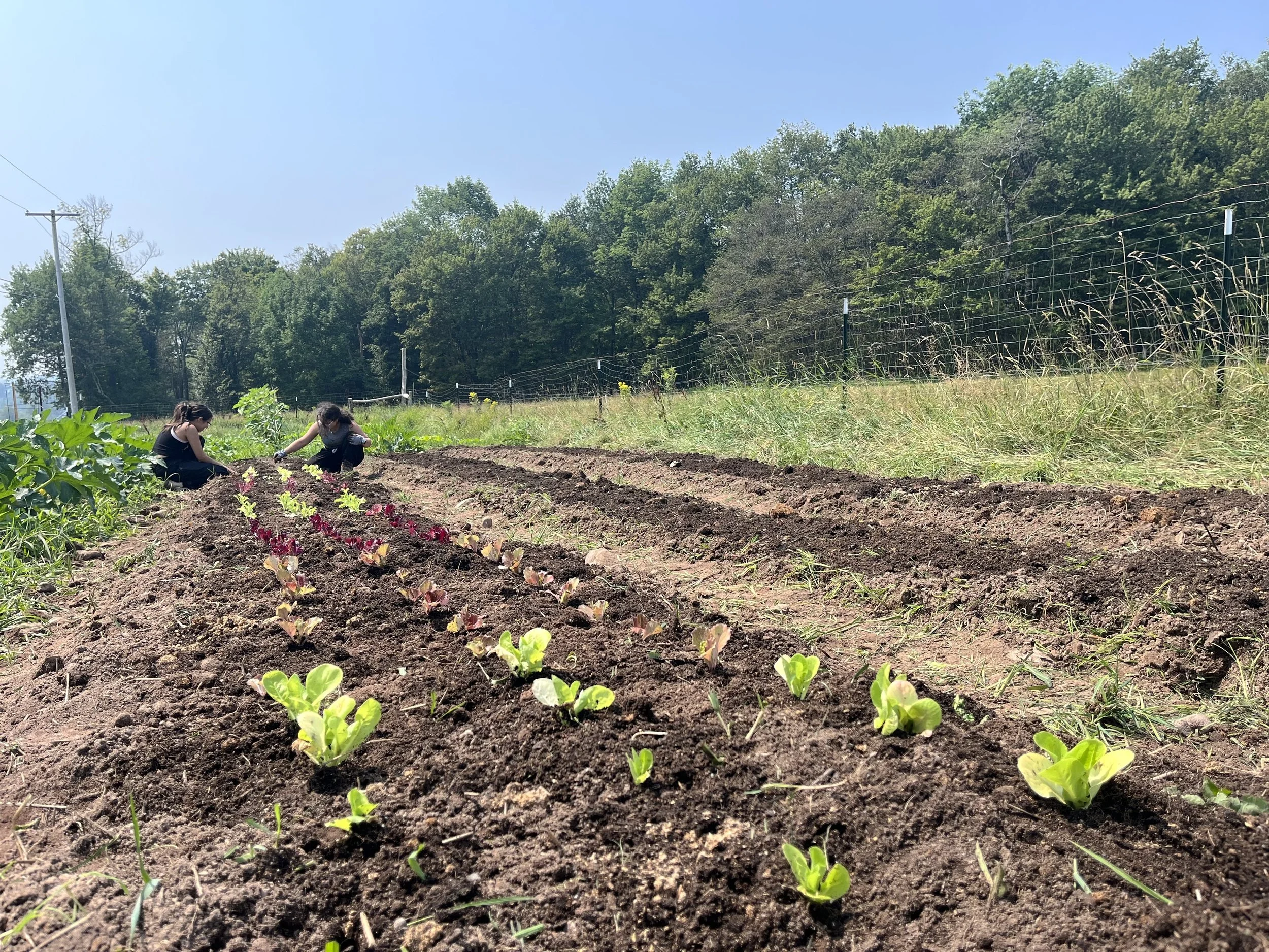 POSTPONED DUE TO WEATHER!   Volunteer in the Garden with Iris and the Interns