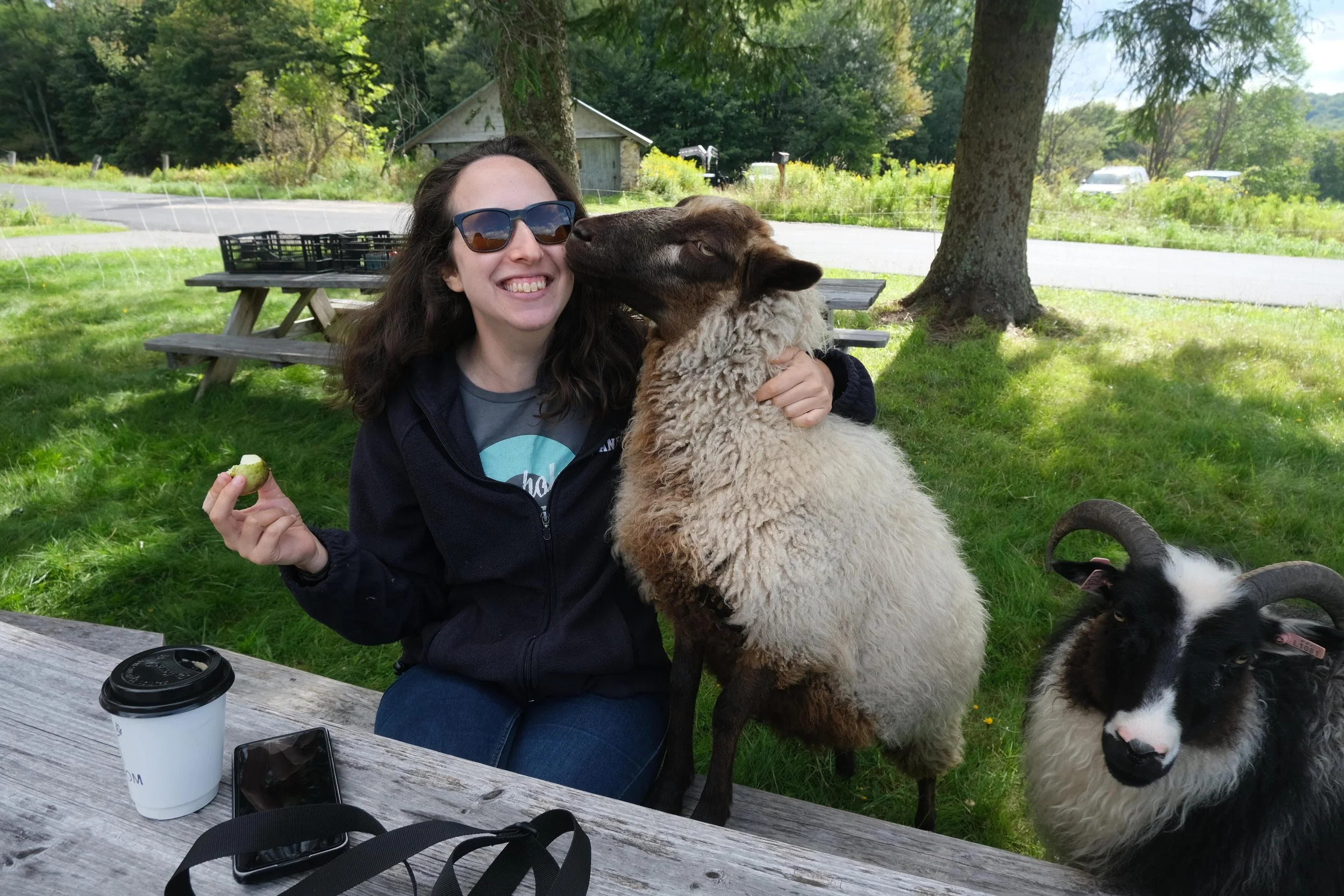 Tea With The Sheep