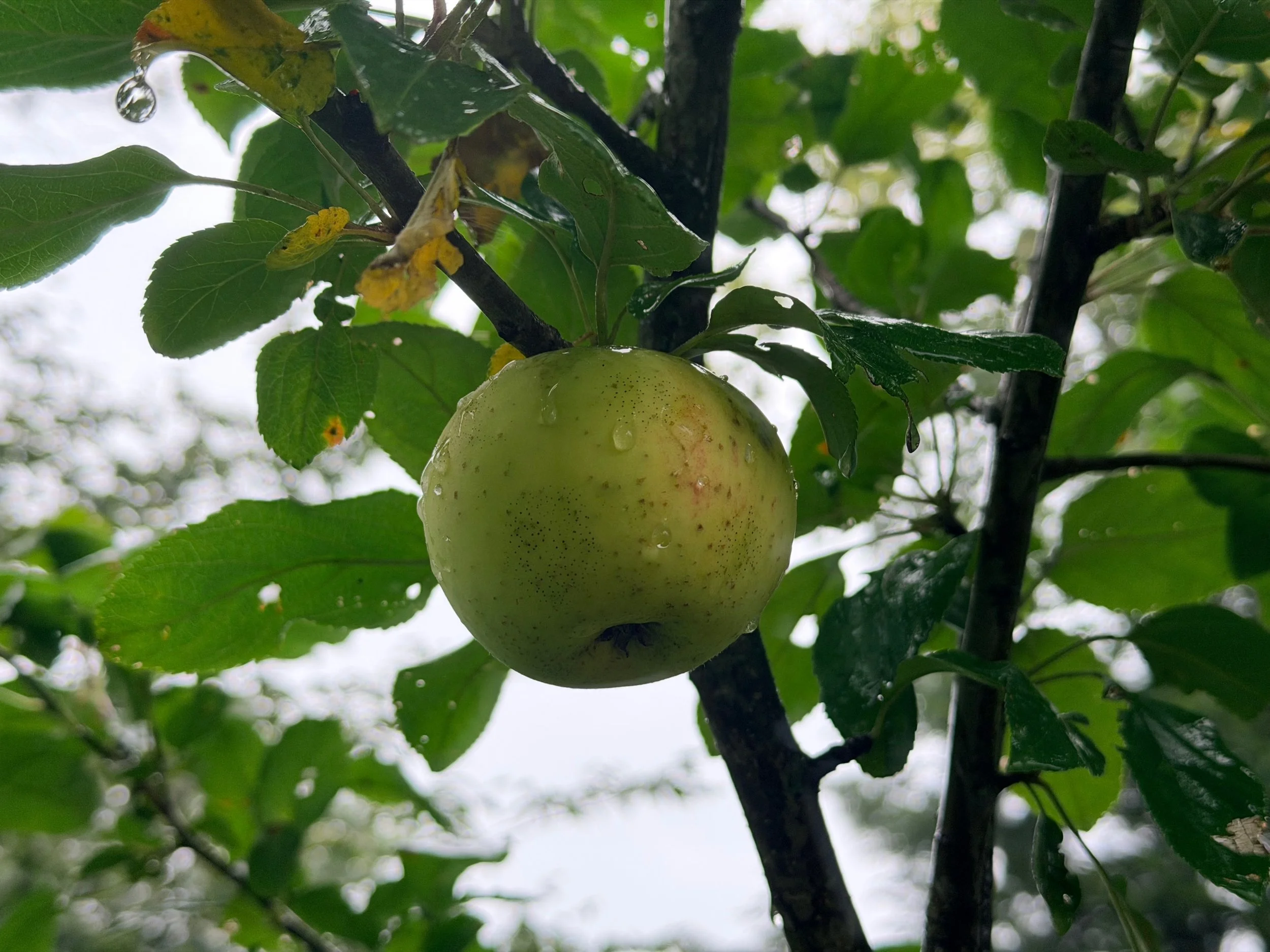 All About Apples! Tasting and Trees