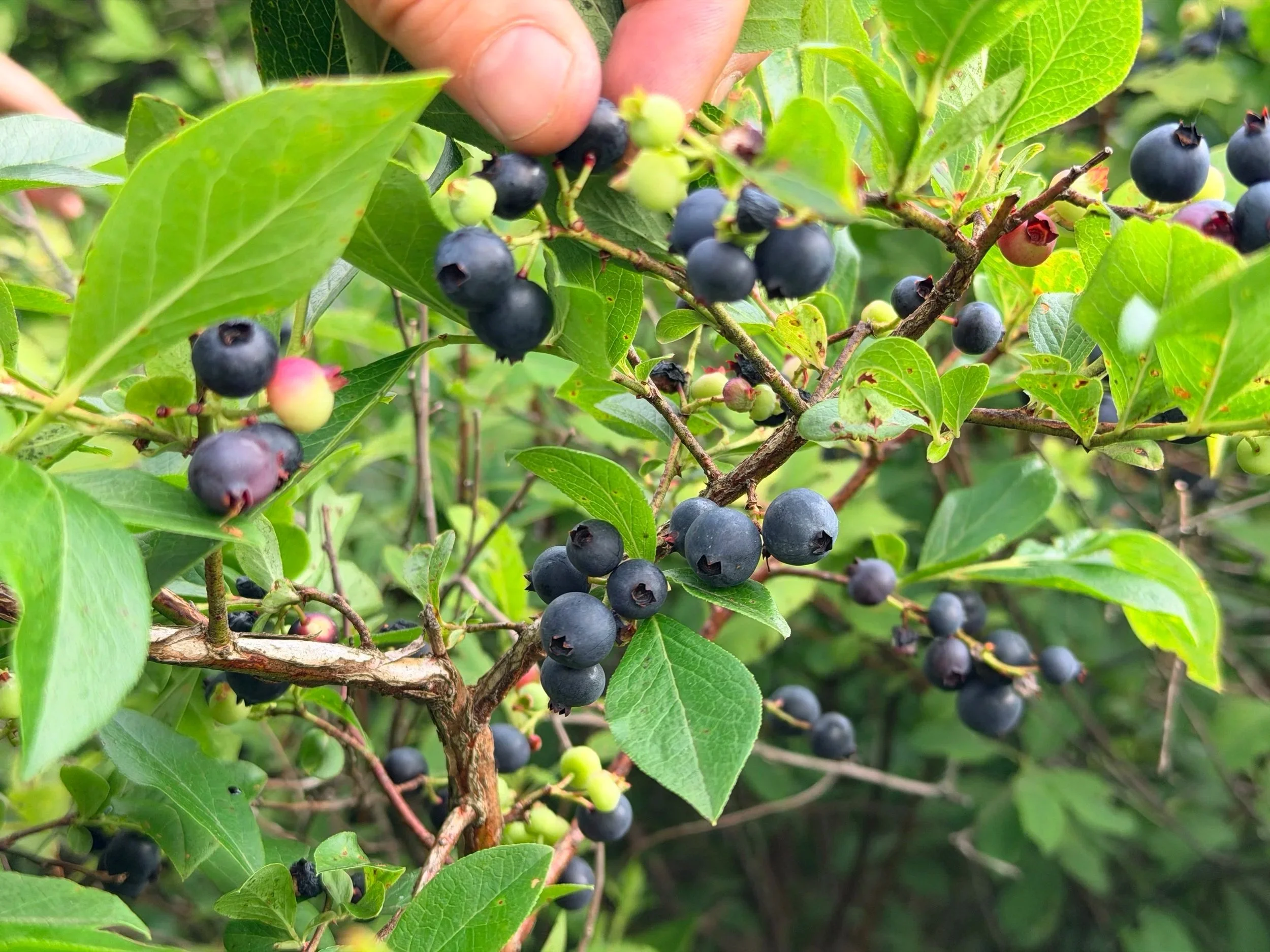 Blueberry Picking Test