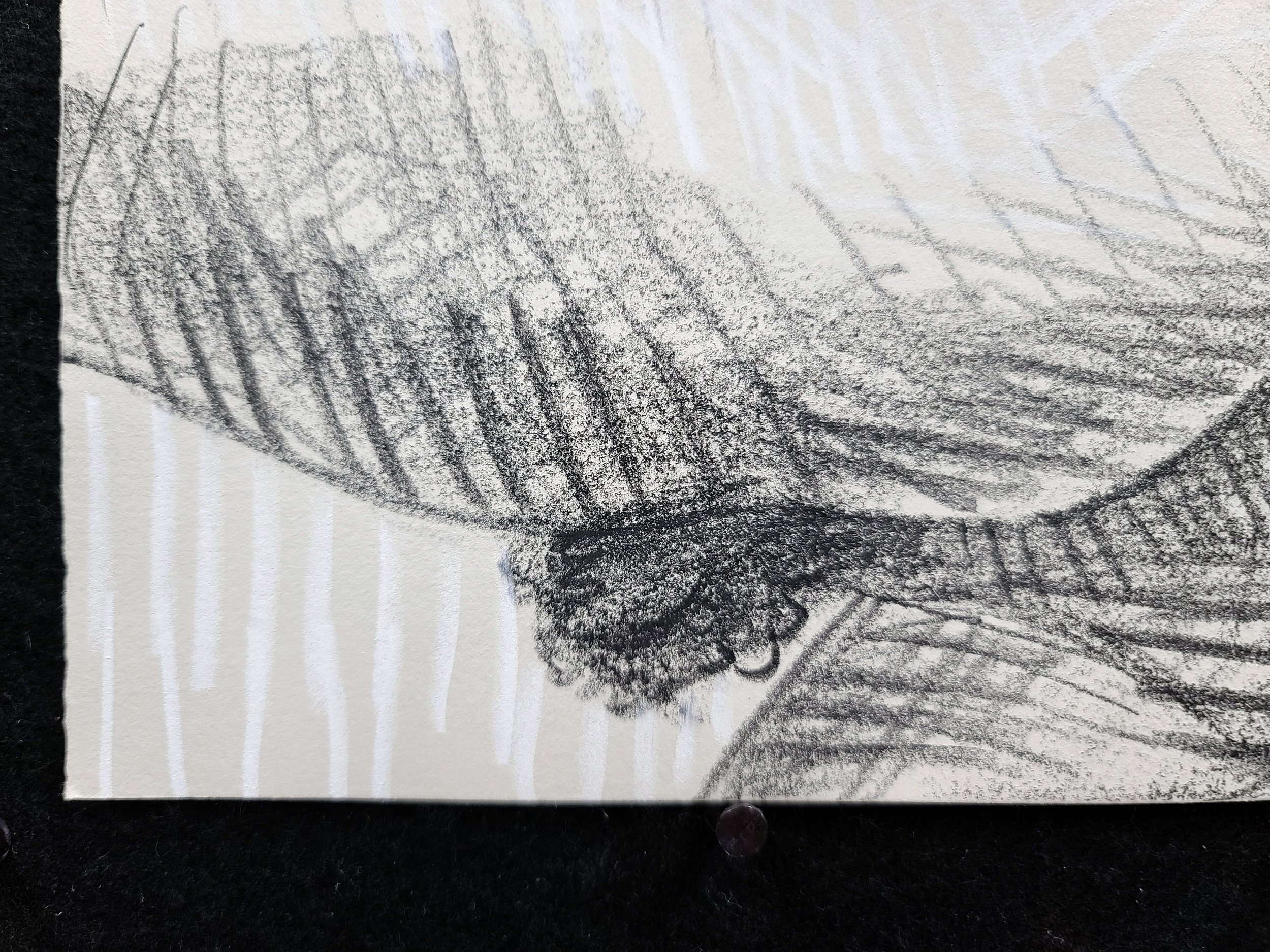 Beef and Bravado, 11x14 inches, black and white crayon on gray Rives BFK, by Kenney Mencher (6).jpg