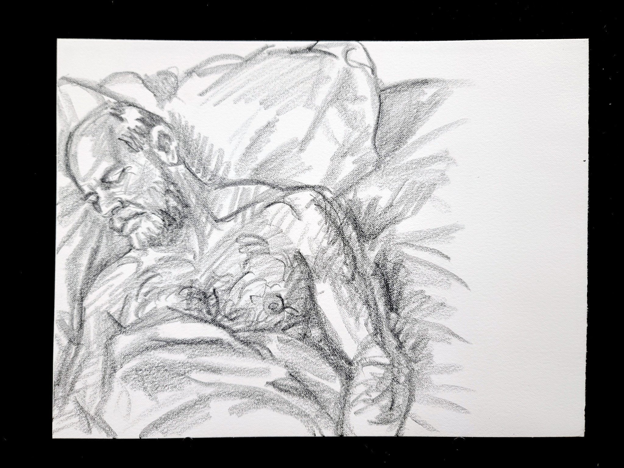 Sleeper, Senior White Bear, 9x12 inches, crayon on Rives BFK, by Kenney Mencher .jpg