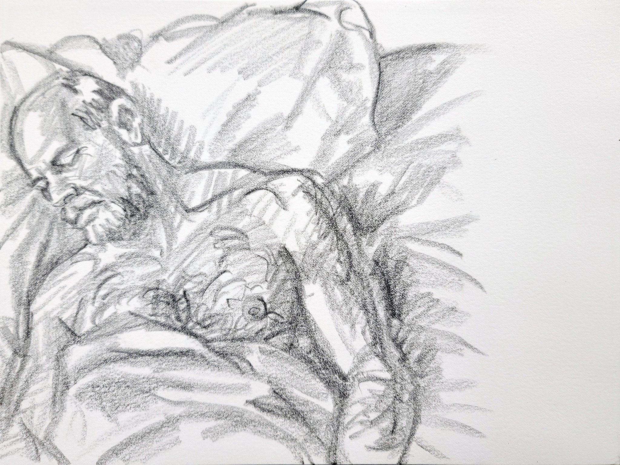 Sleeper, Senior White Bear, 9x12 inches, crayon on Rives BFK, by Kenney Mencher    .jpg