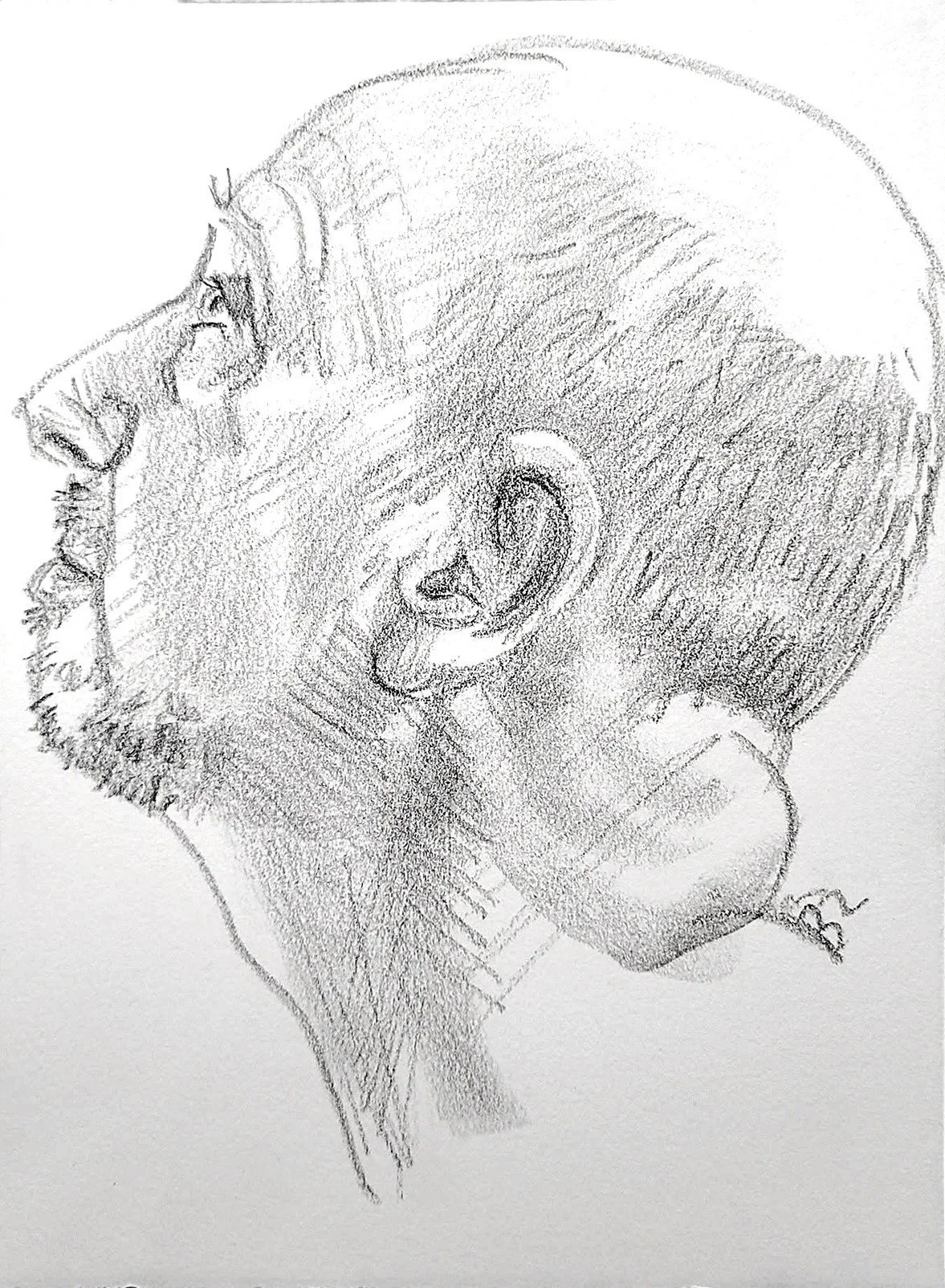 Self Portrait, (Head Study, Looking Left) 9x12 inches, crayon on Rives BFK, by Kenney Mencher     .jpg