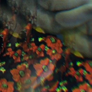 leroy.ttf [2020-09-21T18ː30ː35.000Z] CFaKDuHlmaC.jpg