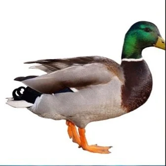 leroy.ttf [2021-01-18T18ː30ː30.000Z] CKMkpOBH03Z.jpg