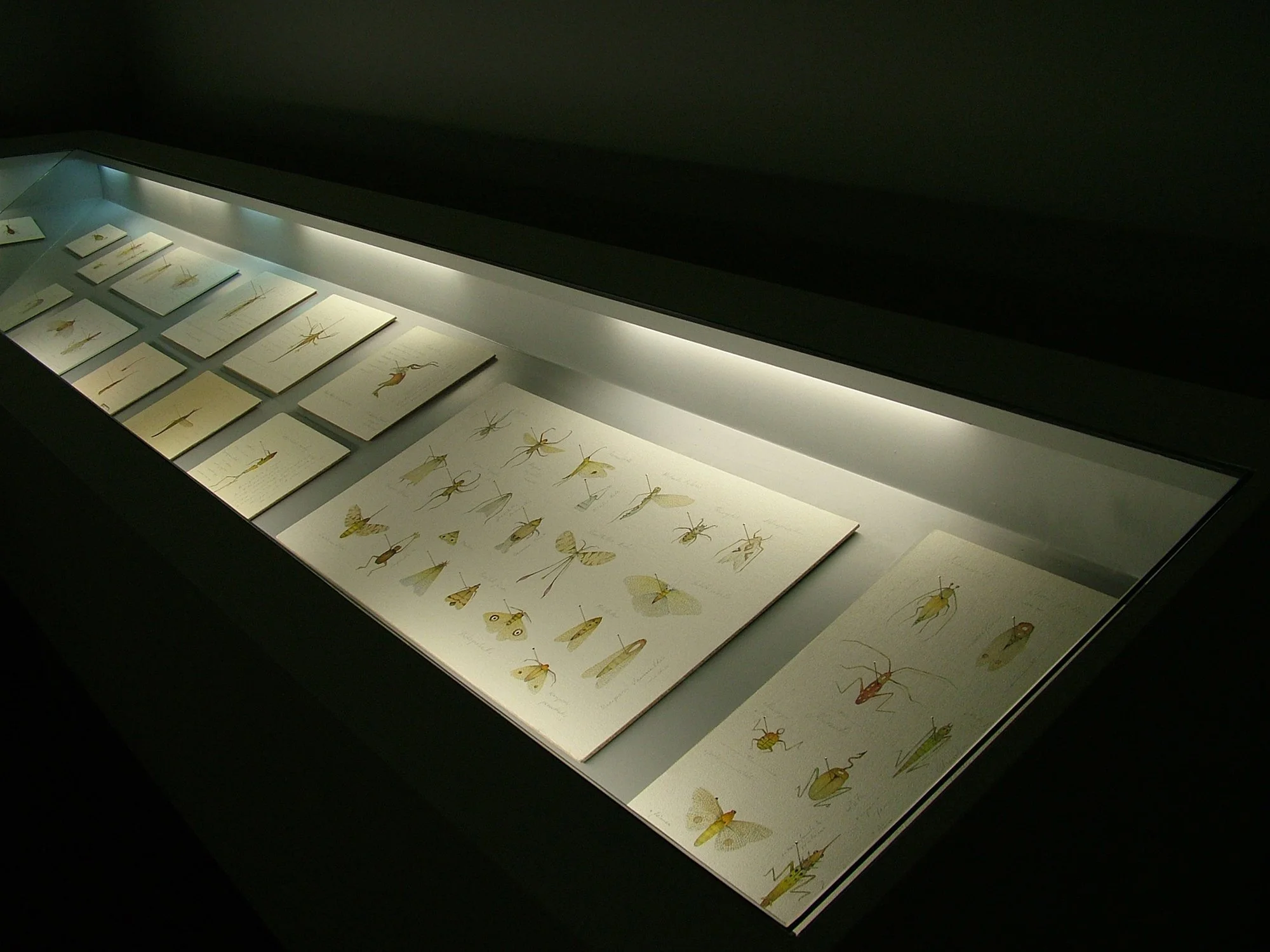 Exposição Apêndice - Mostruário Entomológico no centro Universitário MAria Antonia, da USP, em São Paulo, 2004