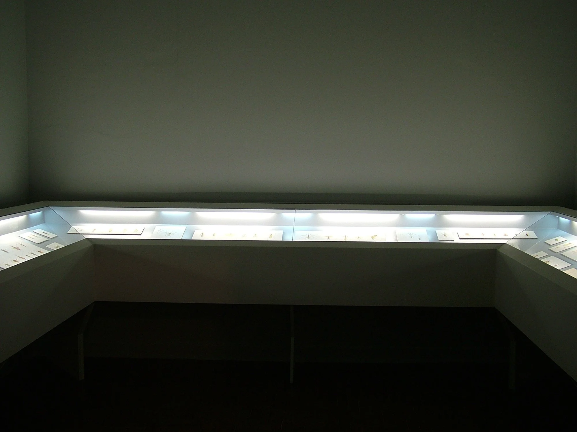Exposição Apêndice - Mostruário Entomológico no centro Universitário MAria Antonia, da USP, em São Paulo, 2004