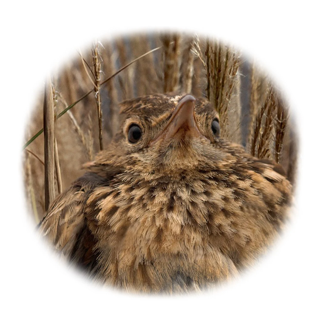 “¿Quién sabe dónde?“ Alosa Becuda