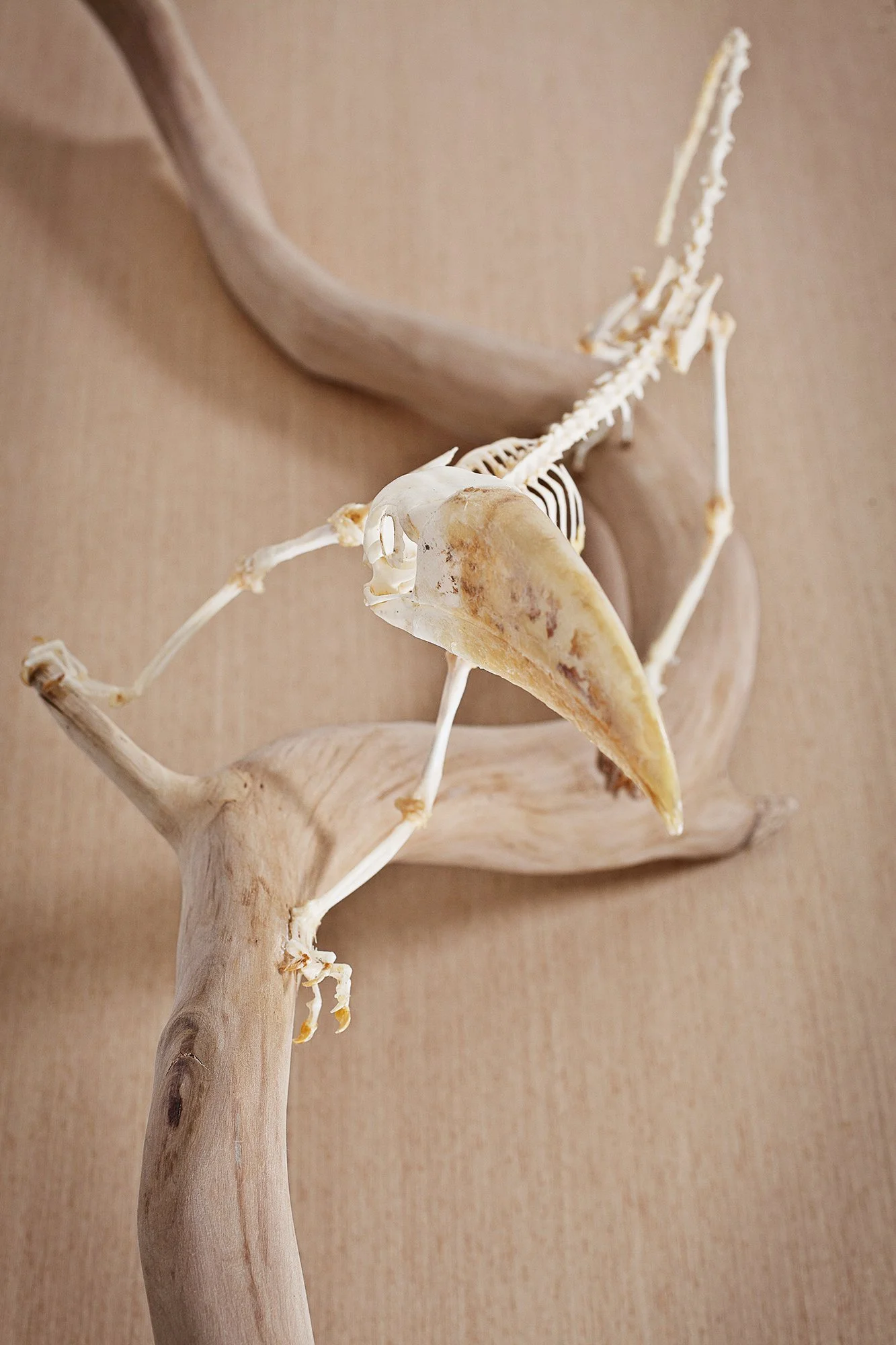 Diorama - Tucano [detalhe], 2010