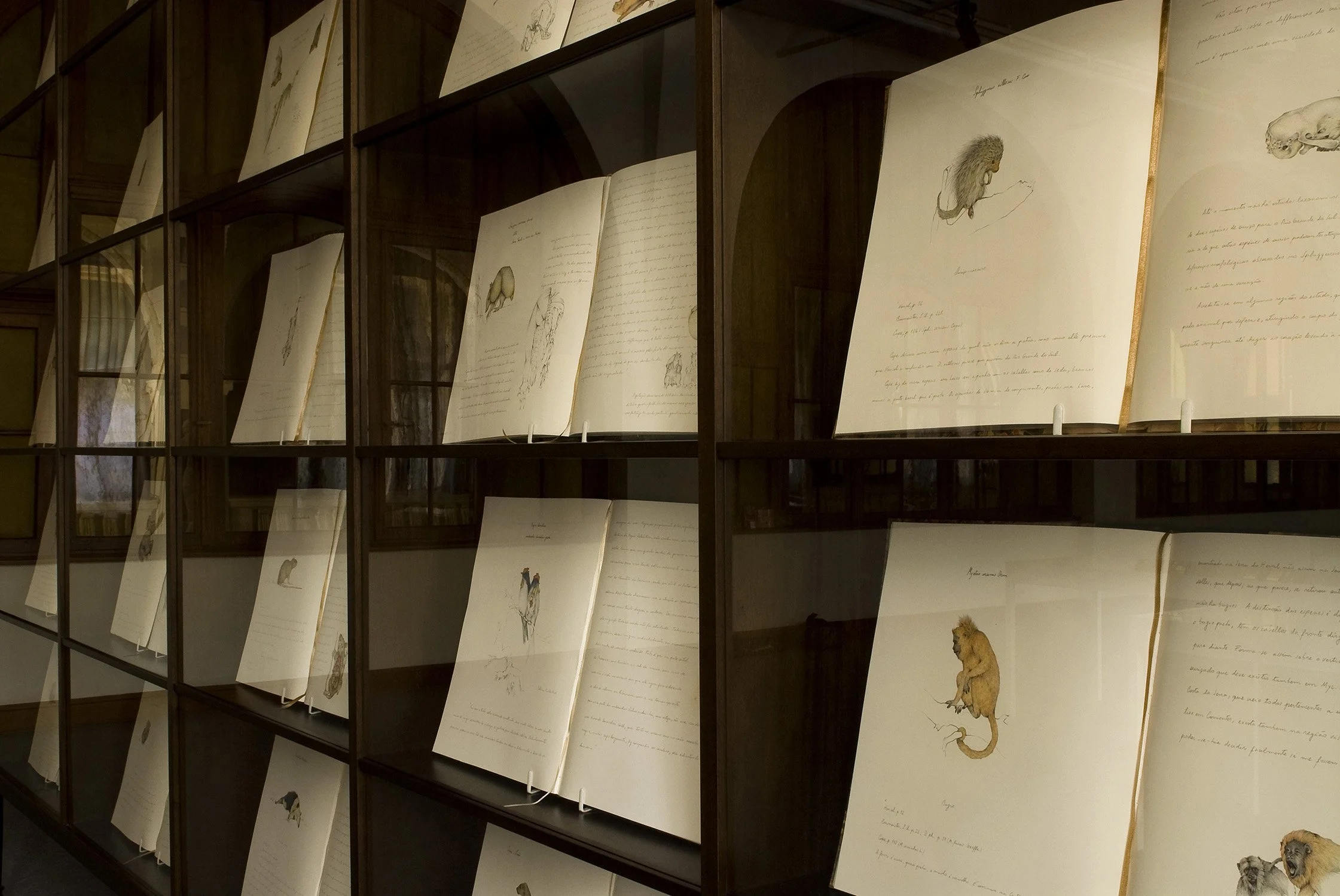 Biblioteca dos Enganos [detalhe], 2009